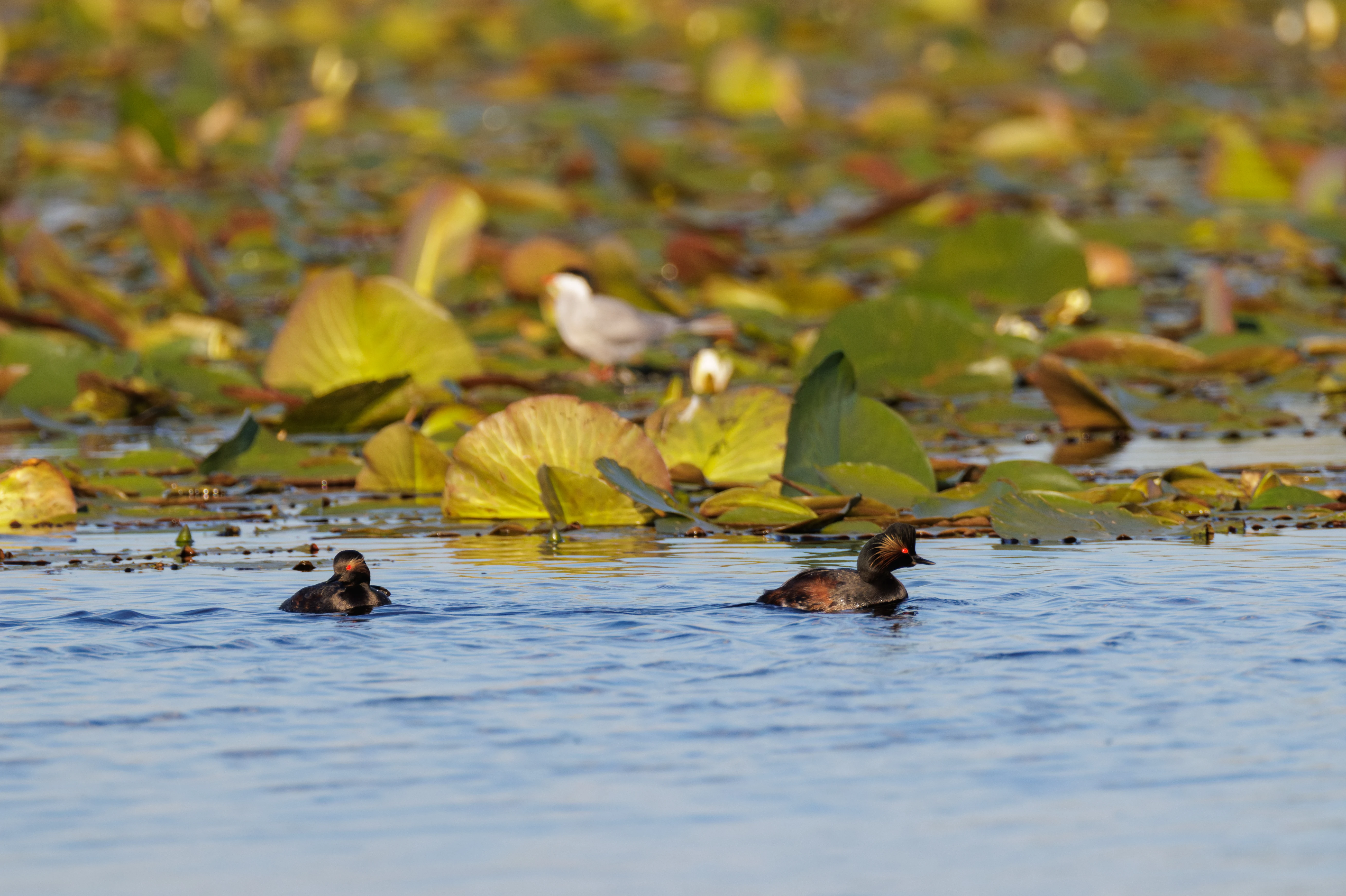 Black-necked Grebes, Danube Delta, Romania — photo by Orlando Prugel-Bennett