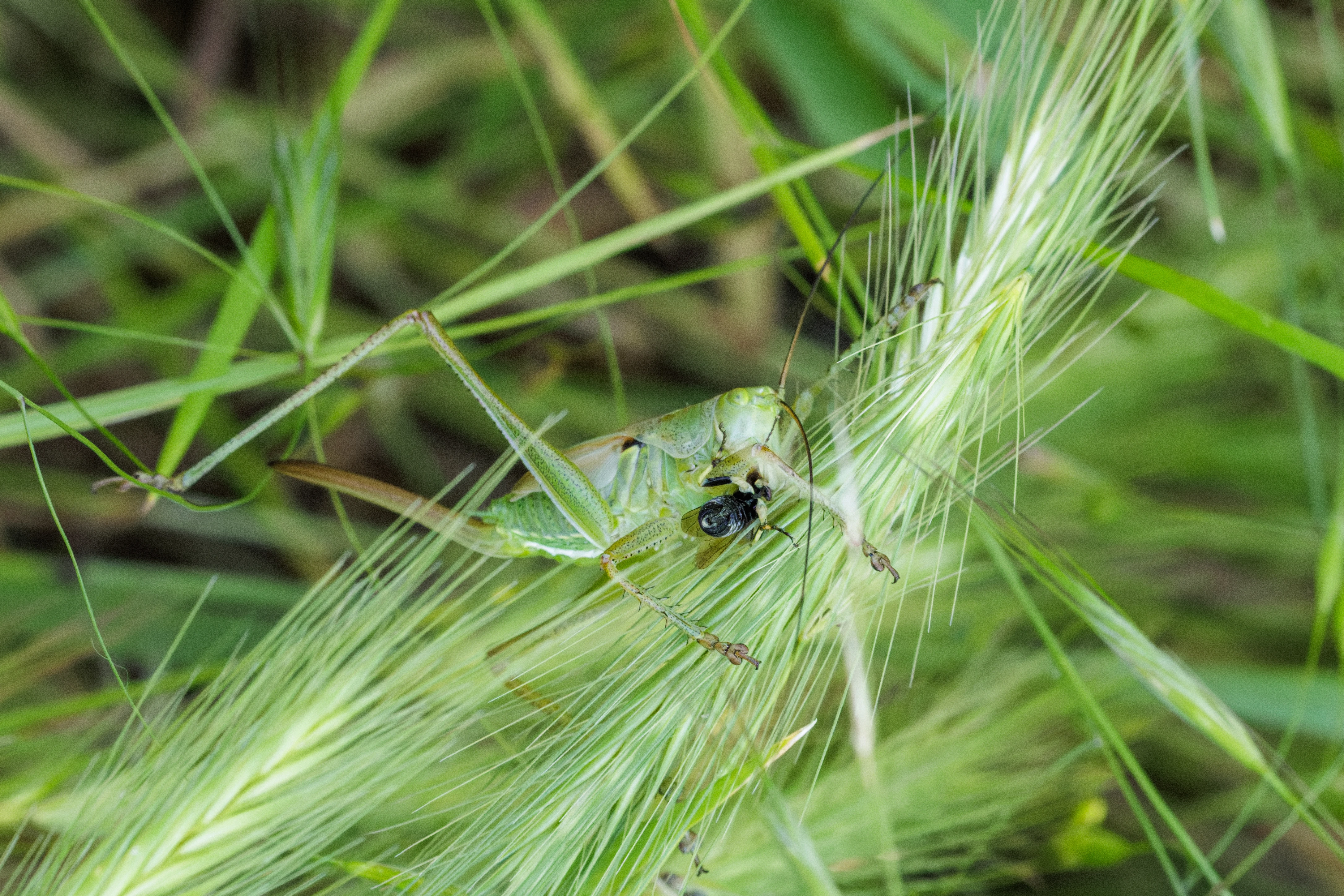 Great Green Bush-cricket, Romanian Steppe, Romania — photo by Orlando Prugel-Bennett