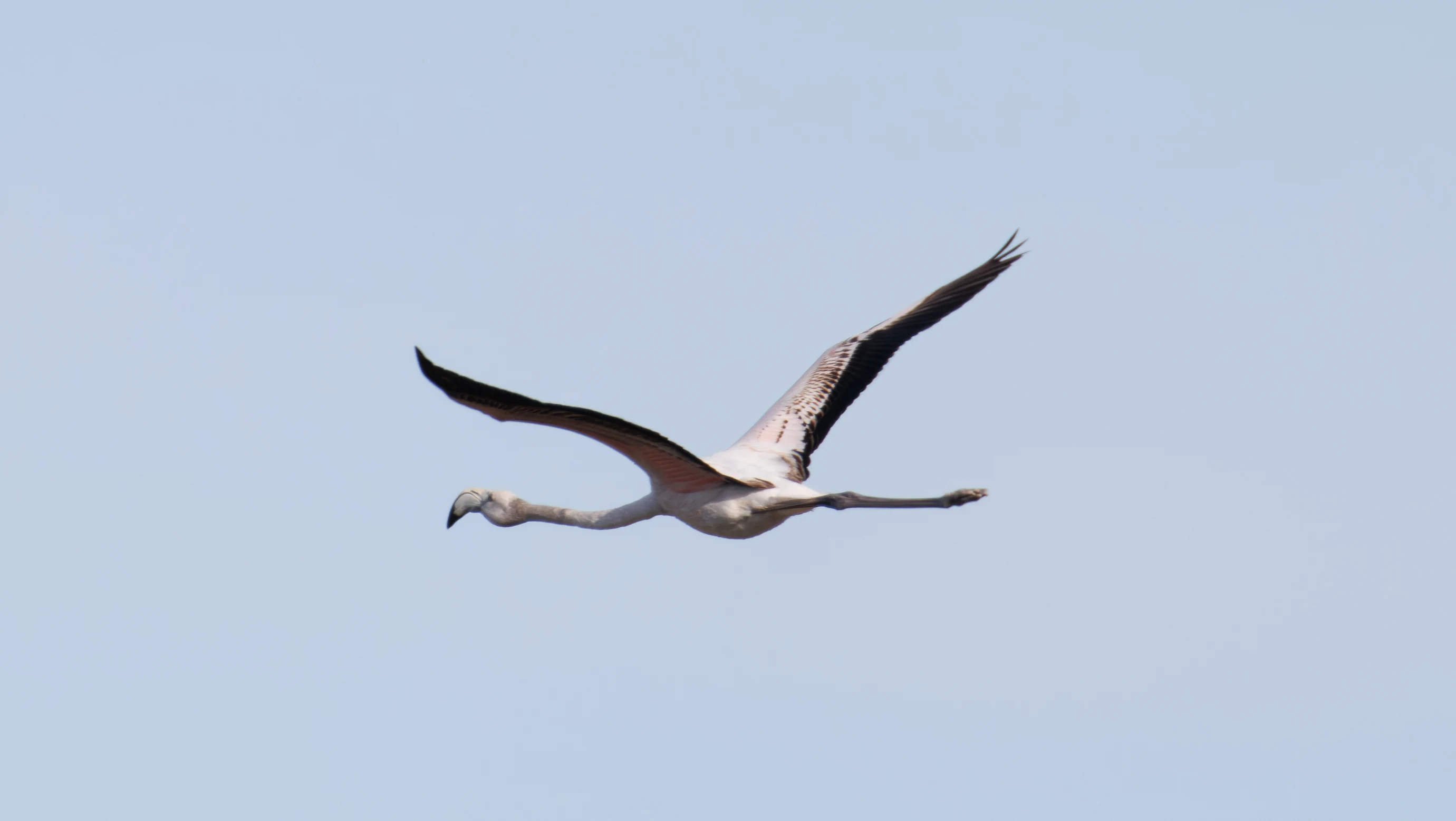Juvenile Greater Flamingo in flight, Clot de Galvany, Alicante, Spain — photo by Orlando Prugel-Bennett