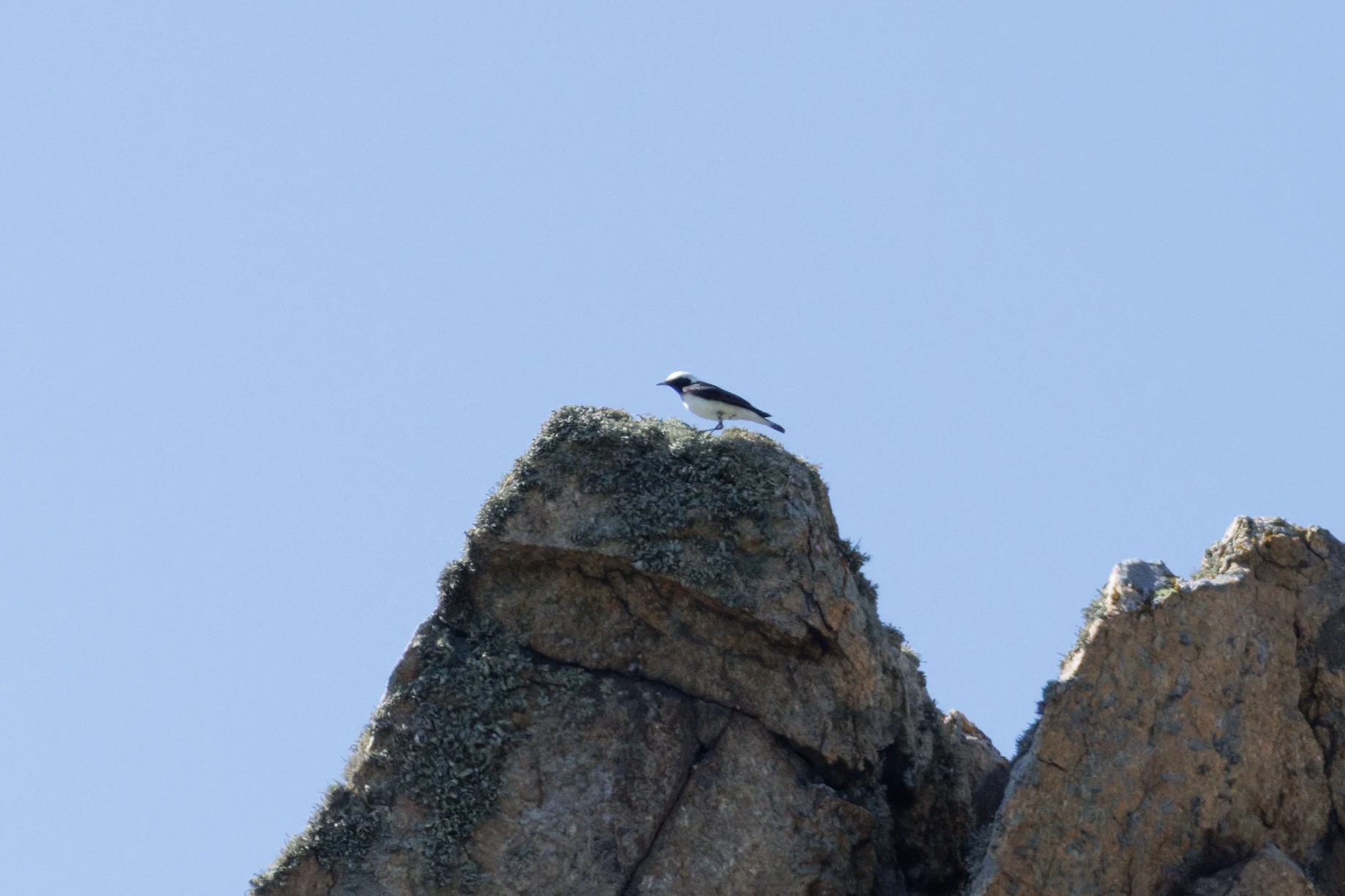 Northern Wheatear, Romanian Steppe, Romania — photo by Orlando Prugel-Bennett