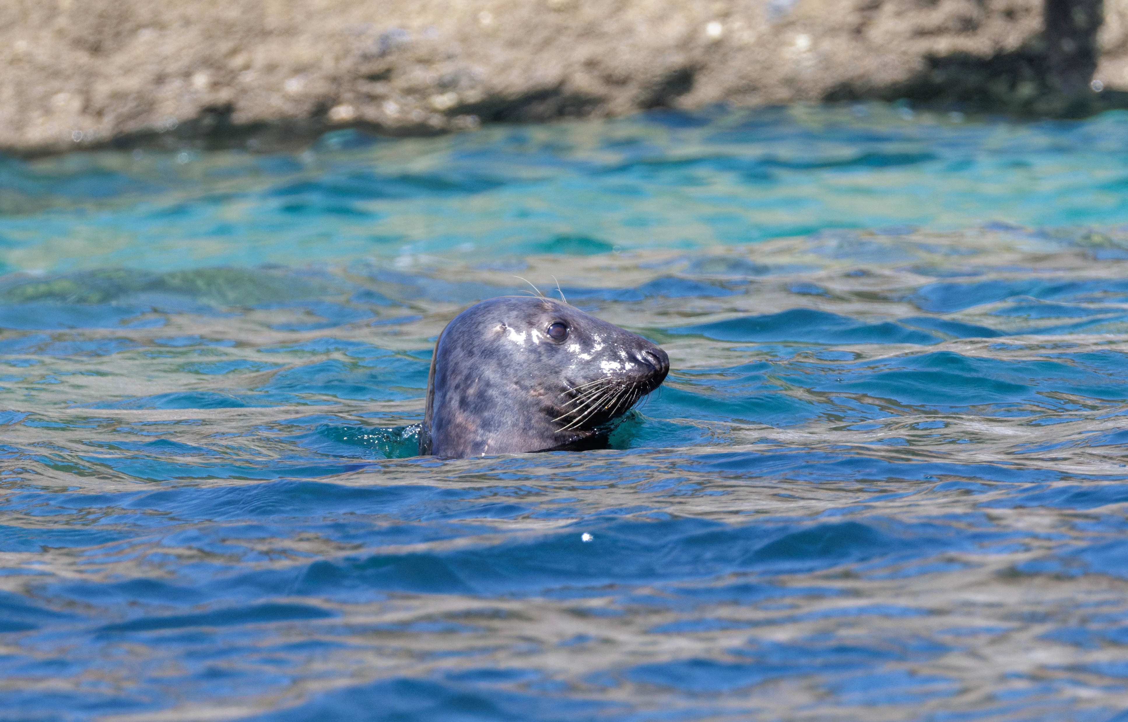 Grey Seal, Falmouth, Cornwall, UK — photo by Orlando Prugel-Bennett