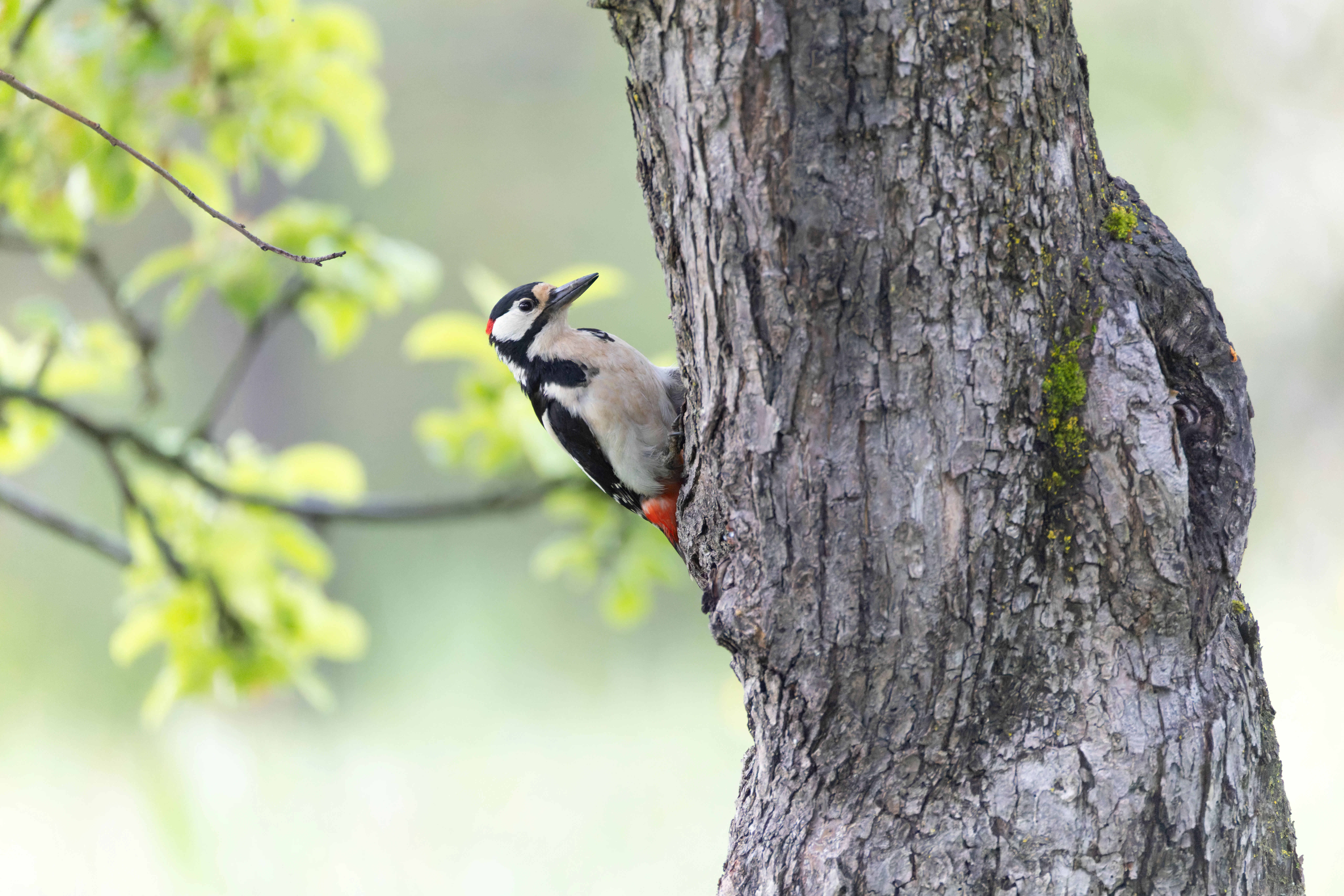 Great Spotted Woodpecker, Transylvania, Romania — photo by Orlando Prugel-Bennett