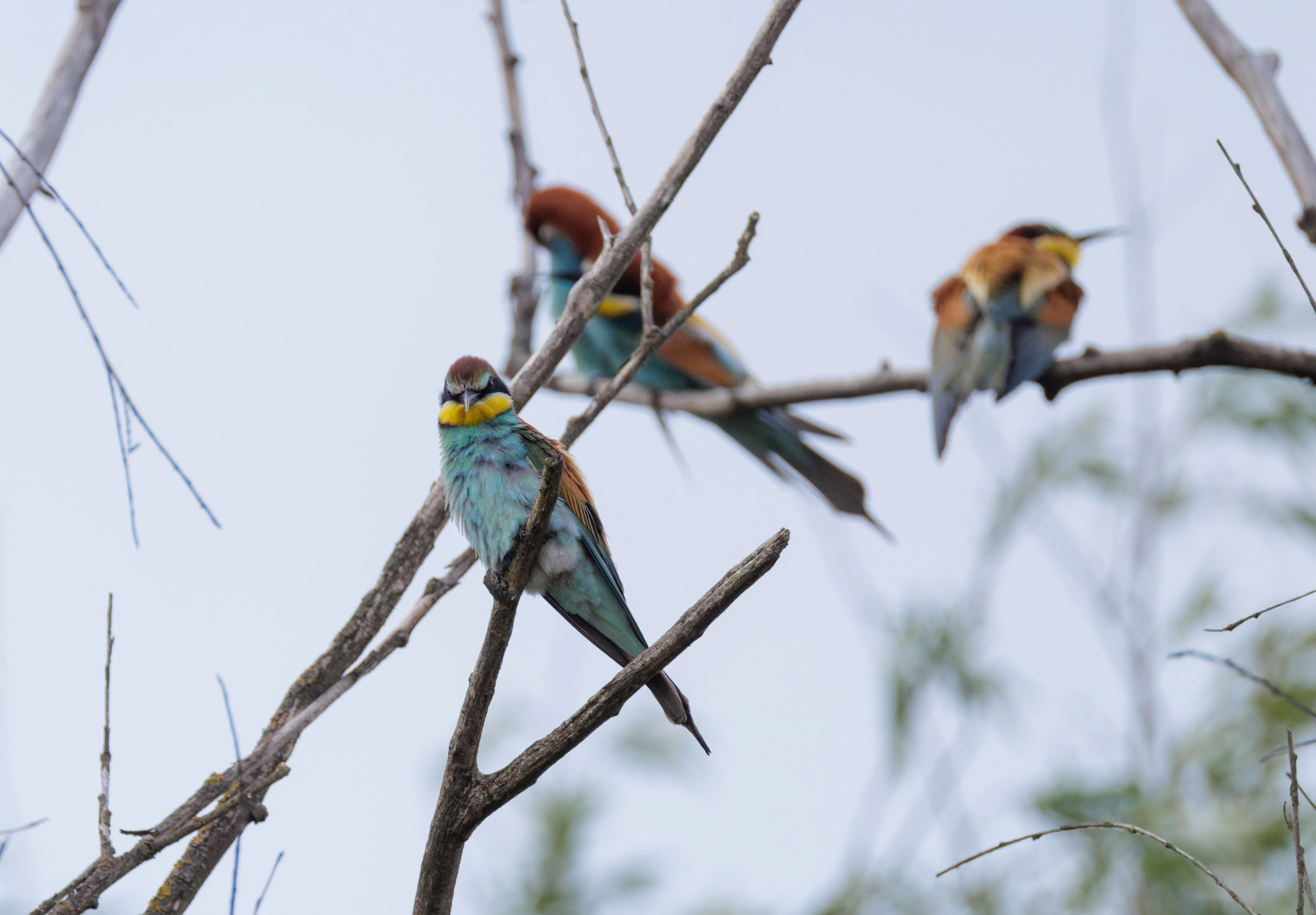 European Bee-eaters, Danube Delta, Romania — photo by Orlando Prugel-Bennett
