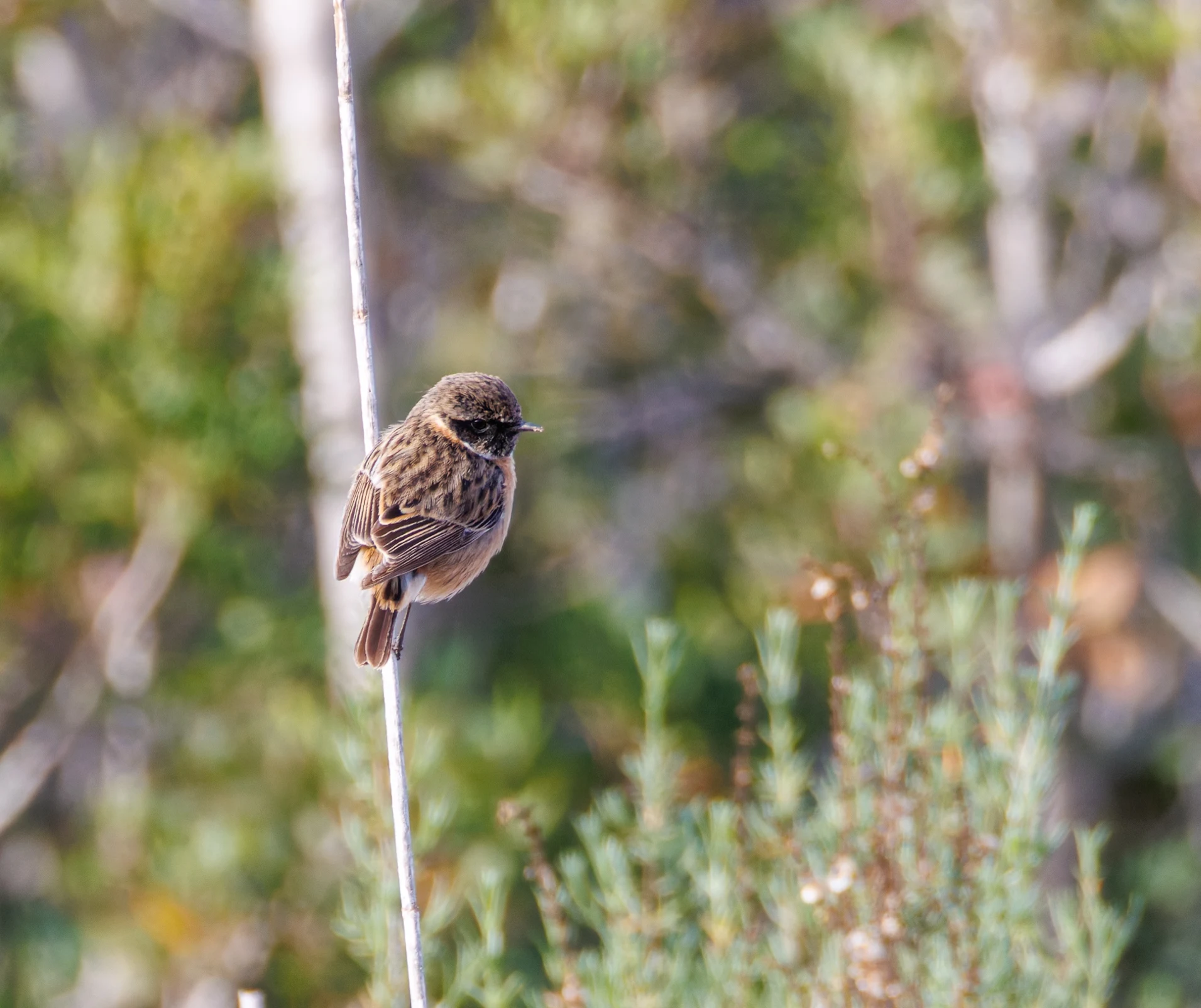 European Stonechat, Clot de Galvany, Alicante, Spain — photo by Orlando Prugel-Bennett