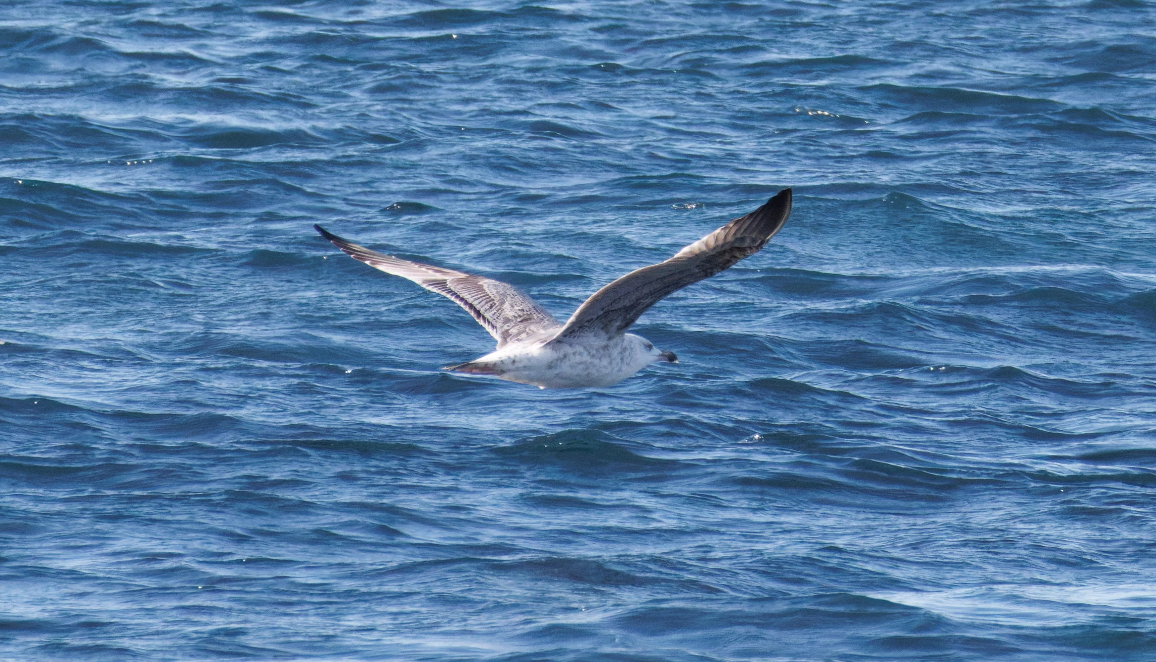Yellow-legged Gull, Tabarca, Alicante, Spain — photo by Orlando Prugel-Bennett