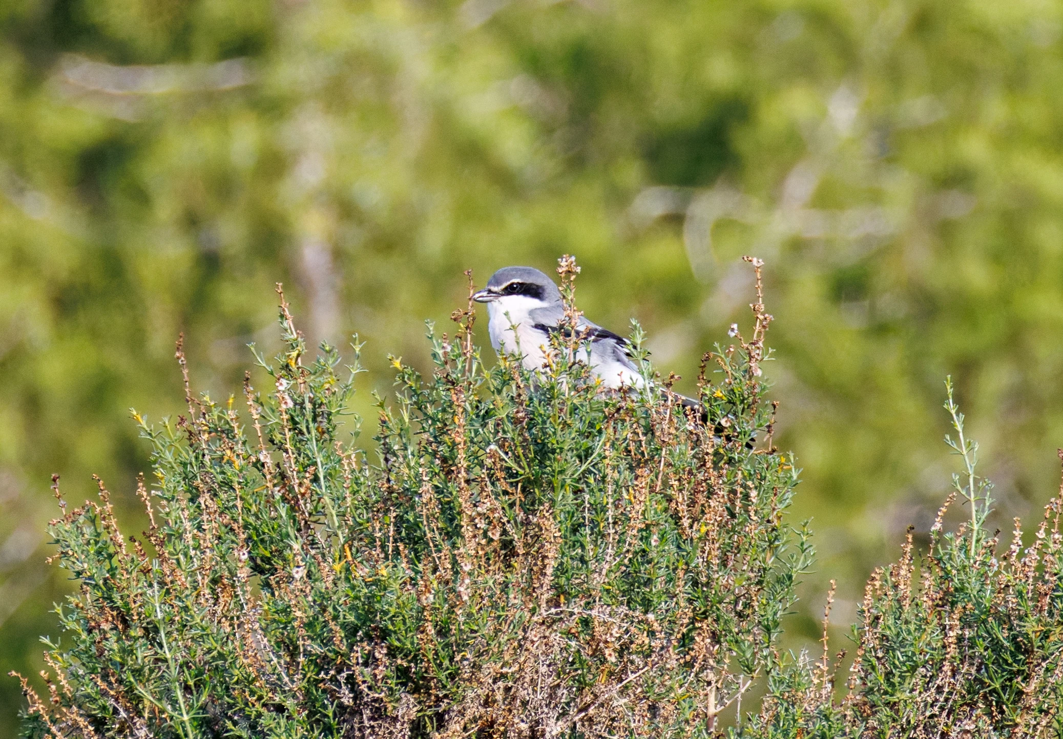 Iberian Grey Shrike, Clot de Galvany, Alicante, Spain — photo by Orlando Prugel-Bennett