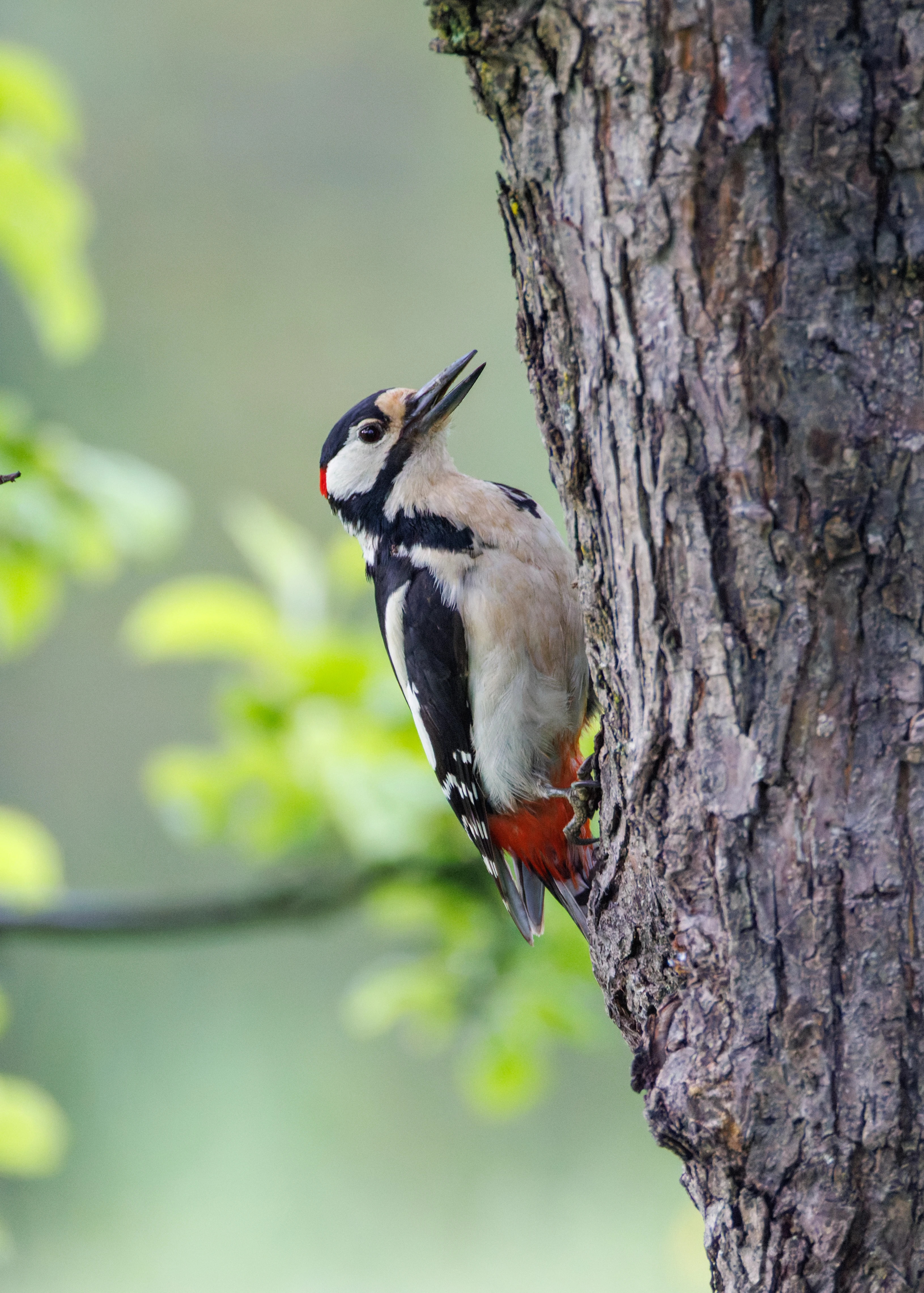 Great Spotted Woodpecker, Transylvania, Romania — photo by Orlando Prugel-Bennett