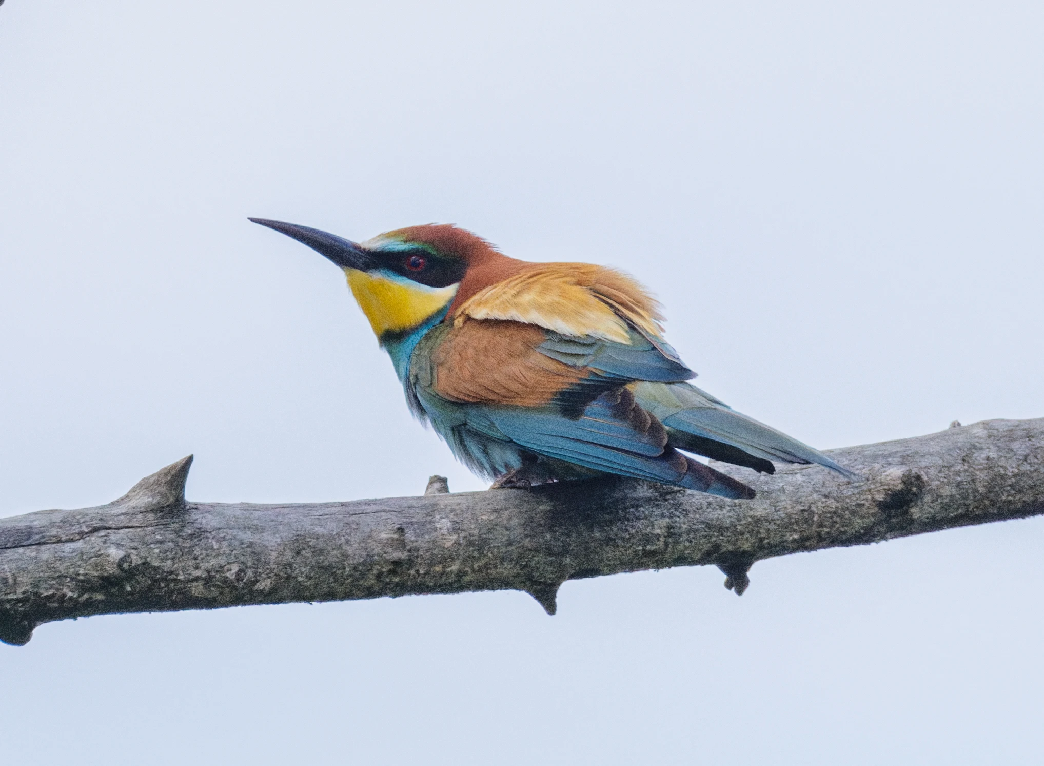 European Bee-eater, Danube Delta, Romania — photo by Orlando Prugel-Bennett
