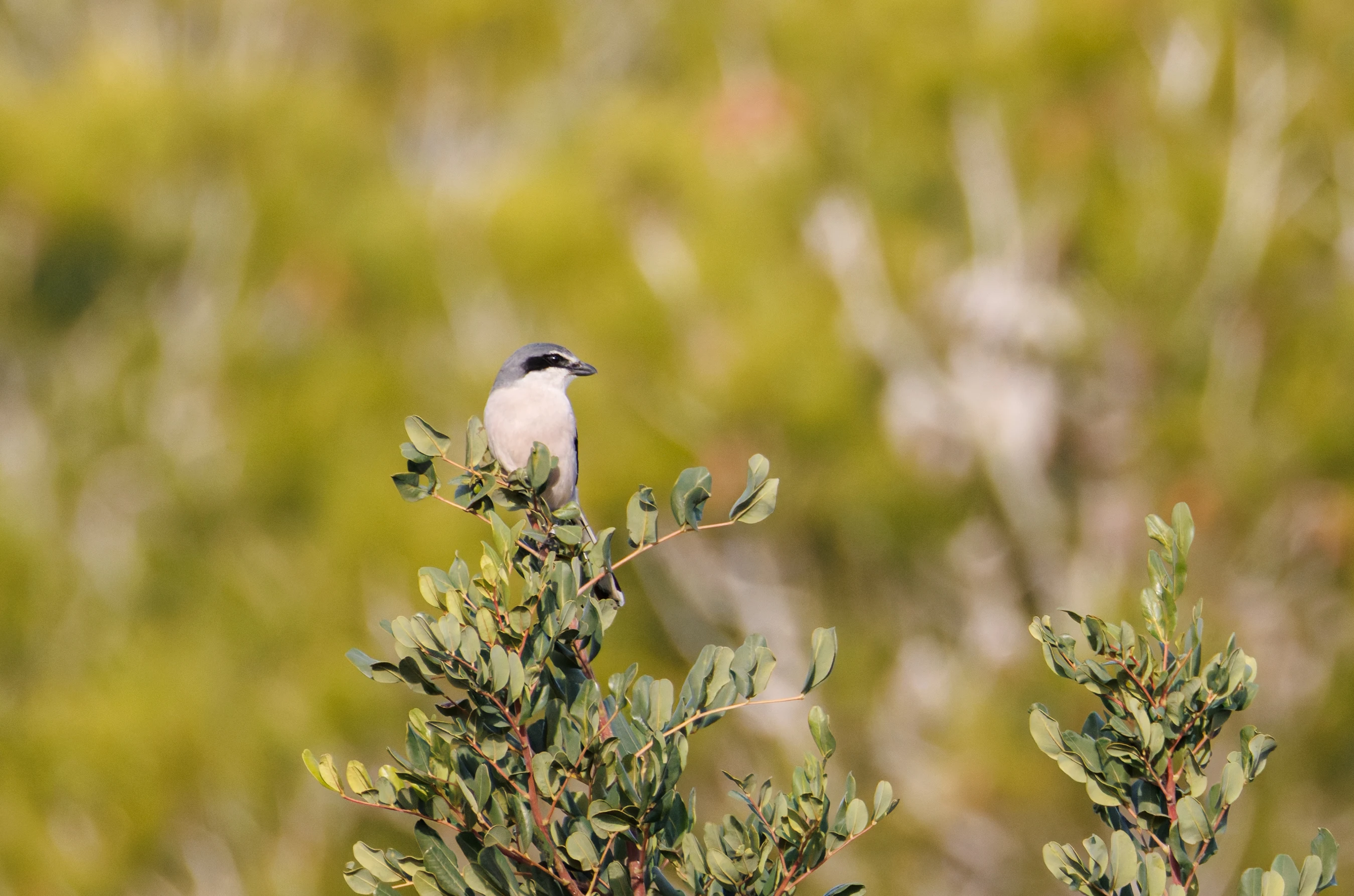 Iberian Grey Shrike, Clot de Galvany, Alicante, Spain — photo by Orlando Prugel-Bennett