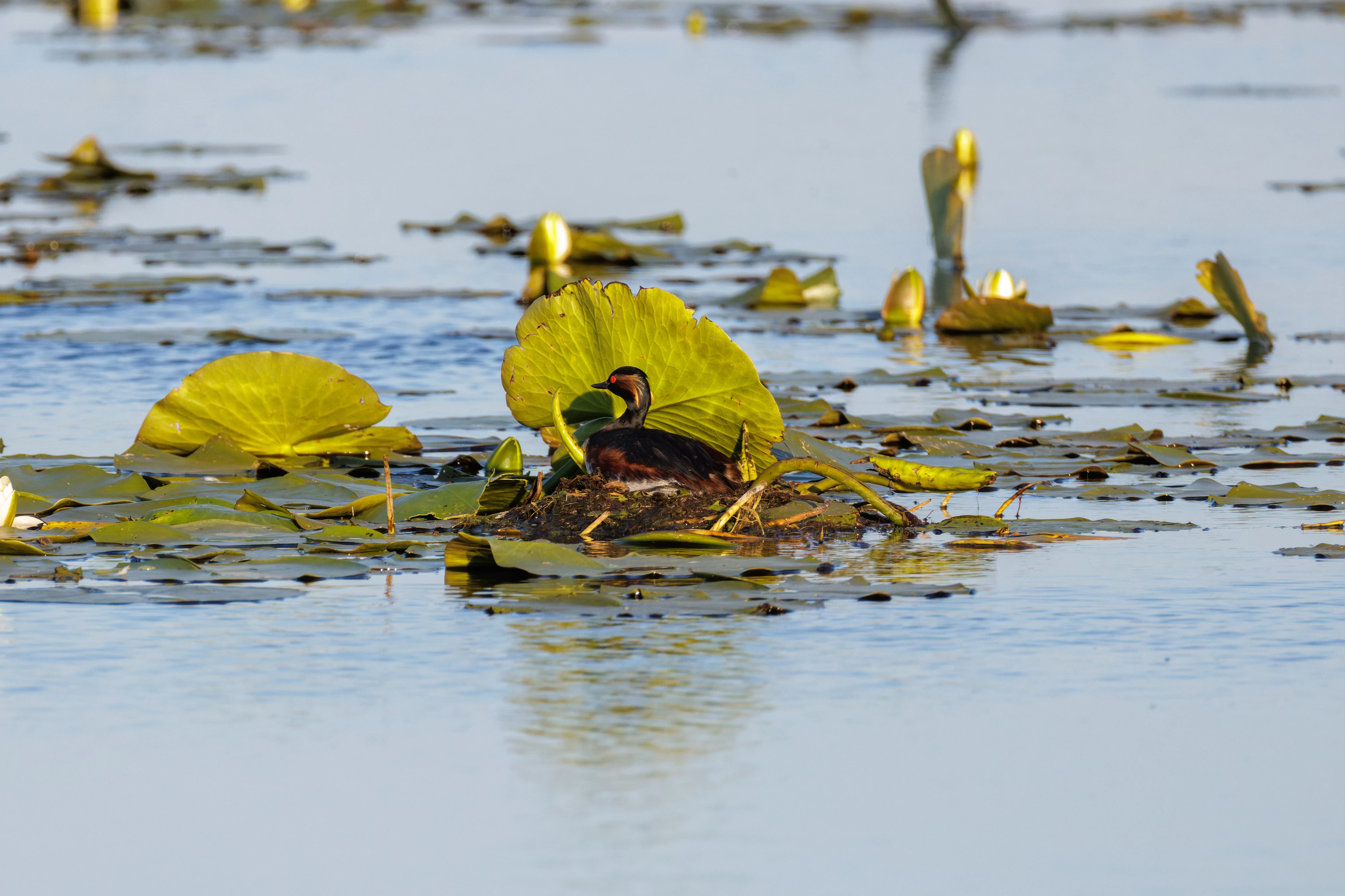 Black-necked Grebe nest, Danube Delta, Romania — photo by Orlando Prugel-Bennett