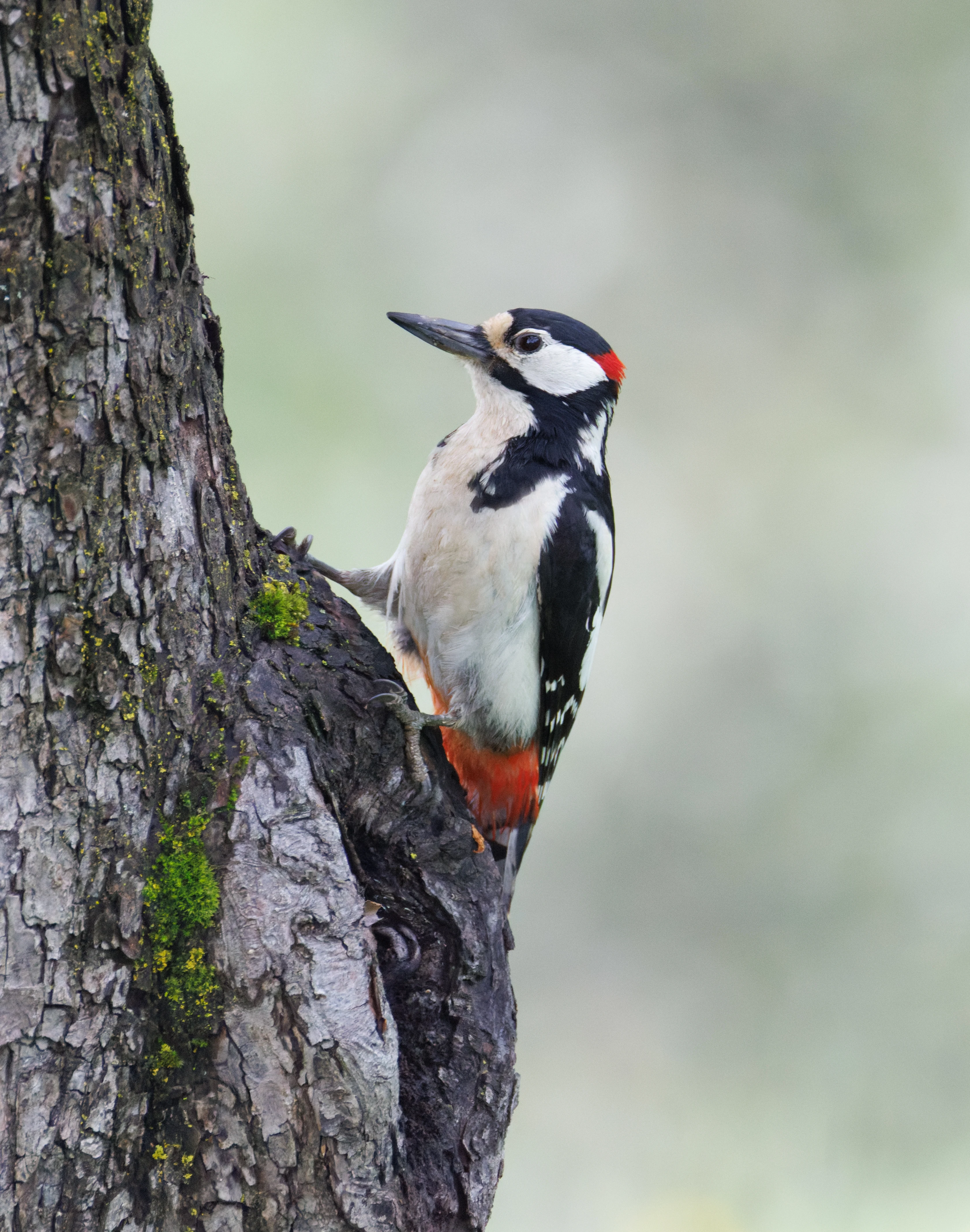Great Spotted Woodpecker, Transylvania, Romania — photo by Orlando Prugel-Bennett