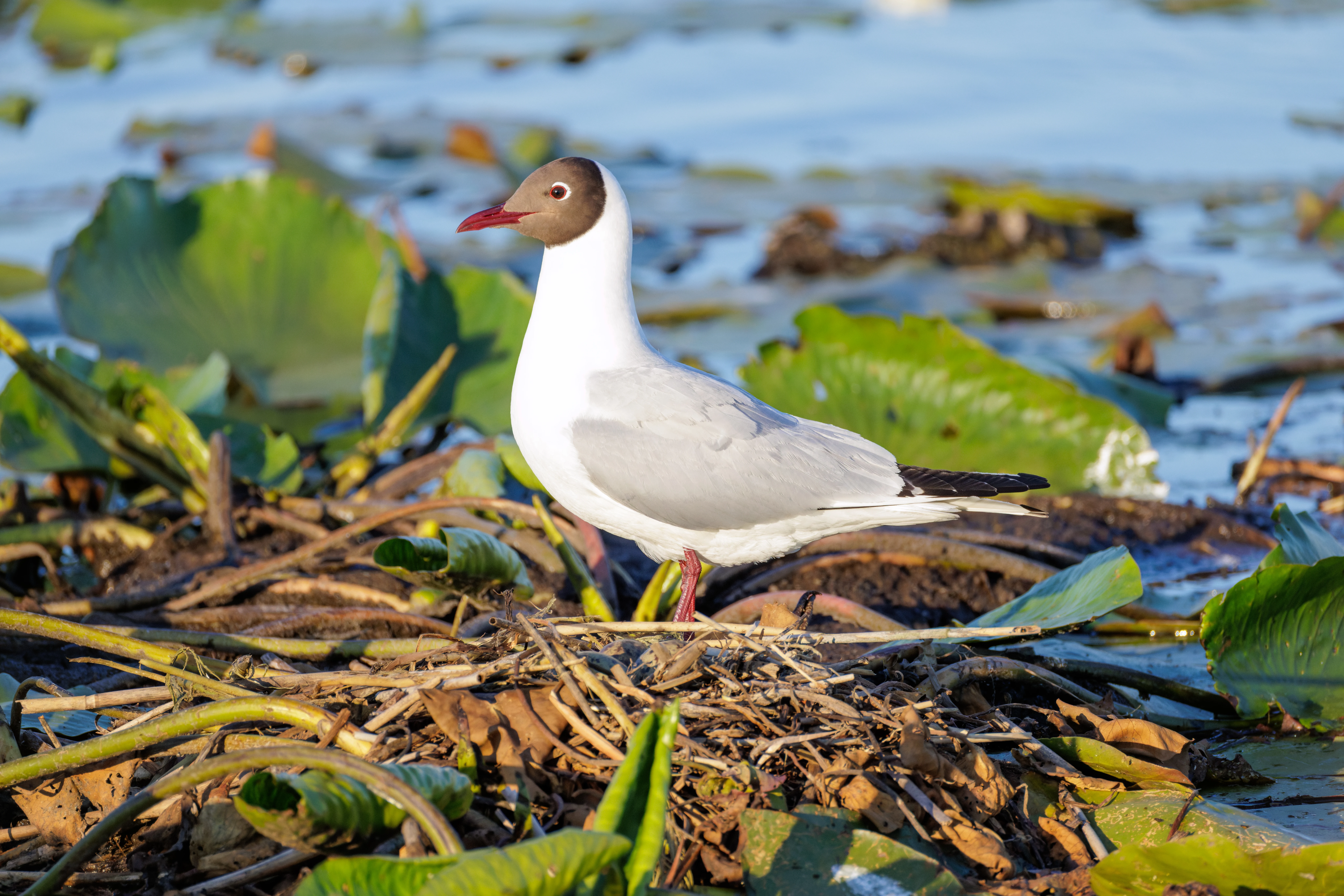 Black-headed Gull, Danube Delta, Romania — photo by Orlando Prugel-Bennett