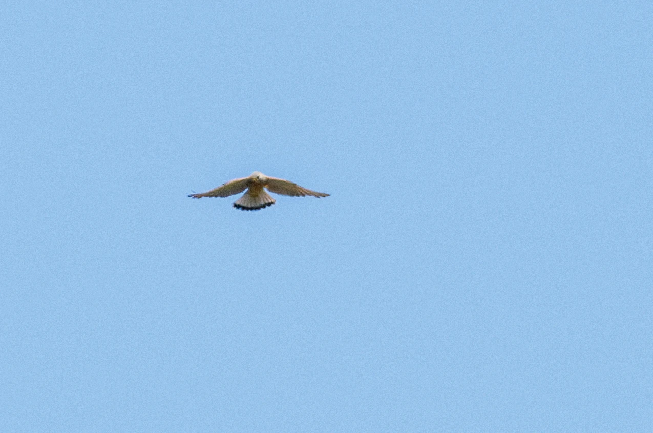 Long-legged Buzzard, Romanian Steppe, Romania — photo by Orlando Prugel-Bennett