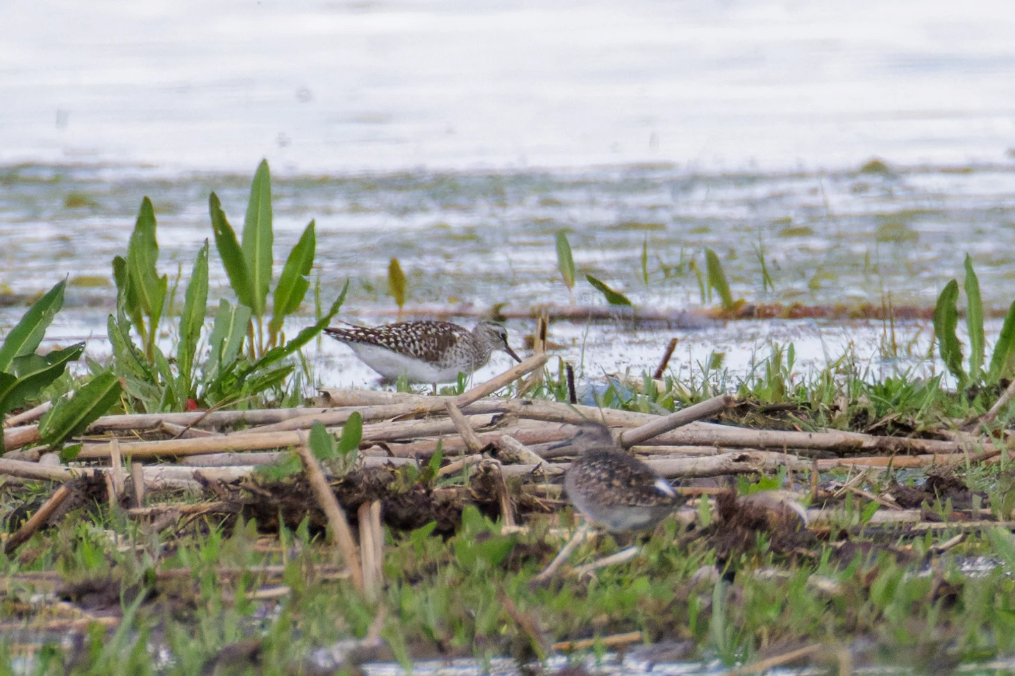 Wood Sandpiper, Romania — photo by Orlando Prugel-Bennett