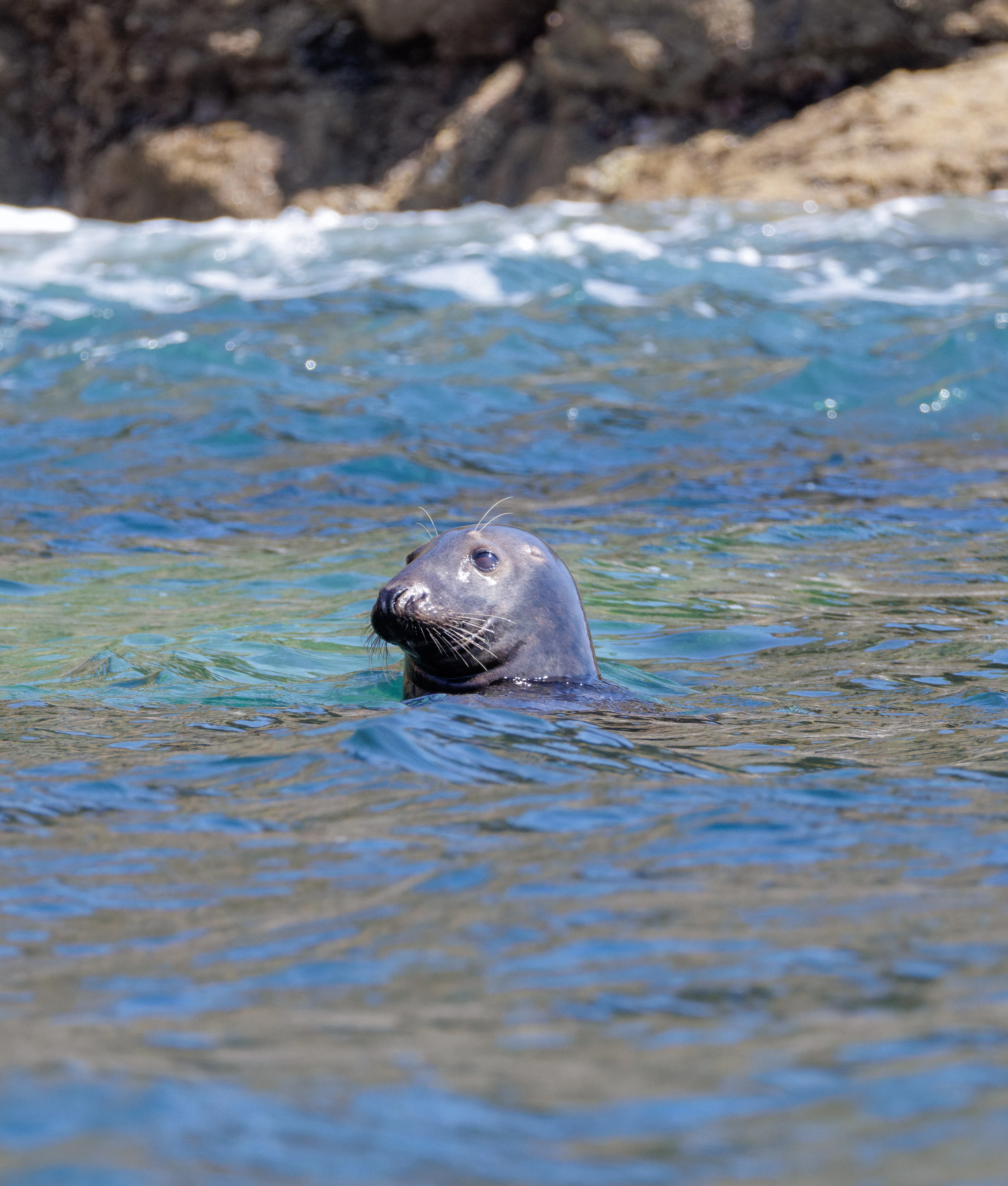 Grey Seal, Falmouth, Cornwall, UK — photo by Orlando Prugel-Bennett