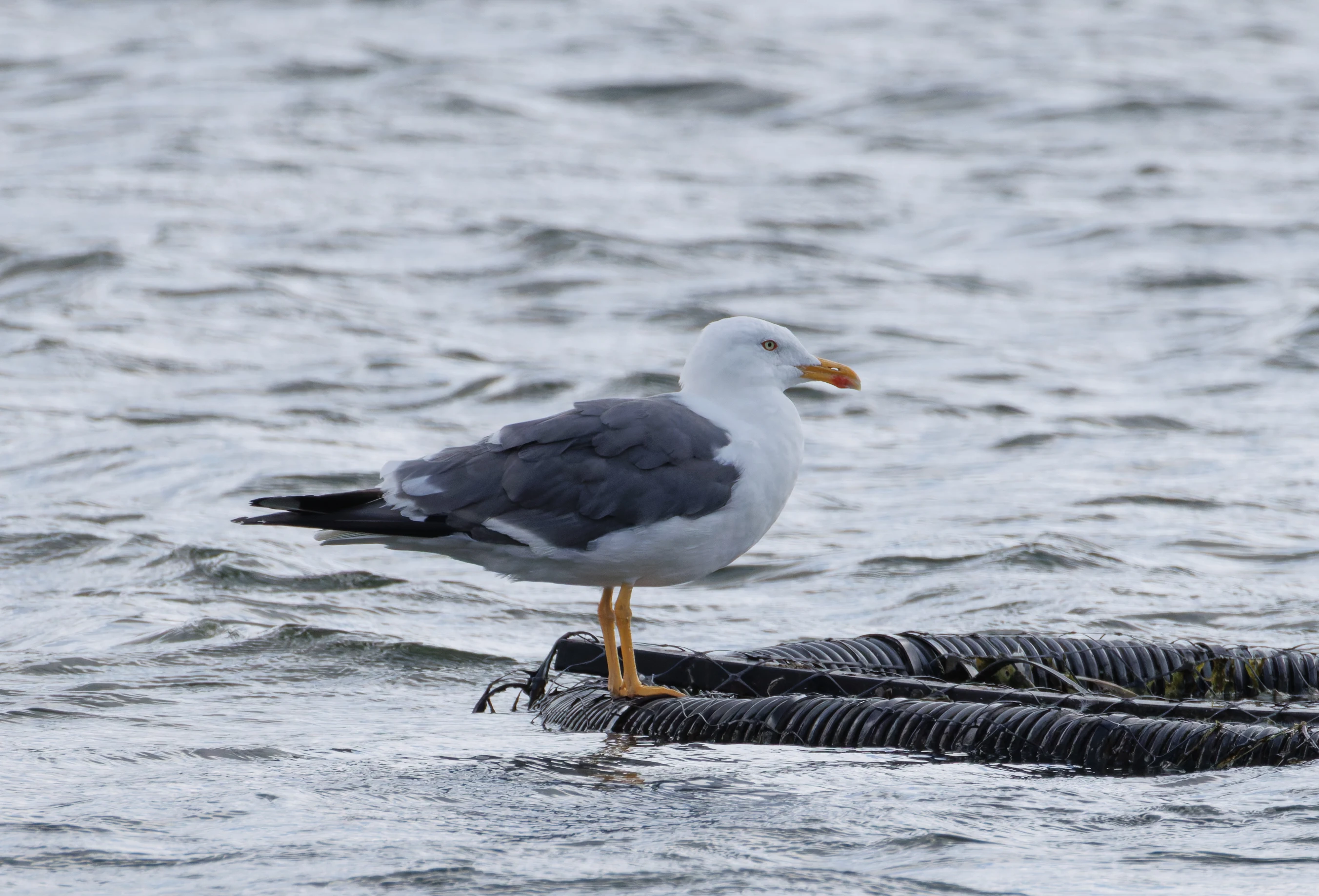 Lesser Black-backed Gull, Blashford Lakes, Hampshire, UK — photo by Orlando Prugel-Bennett