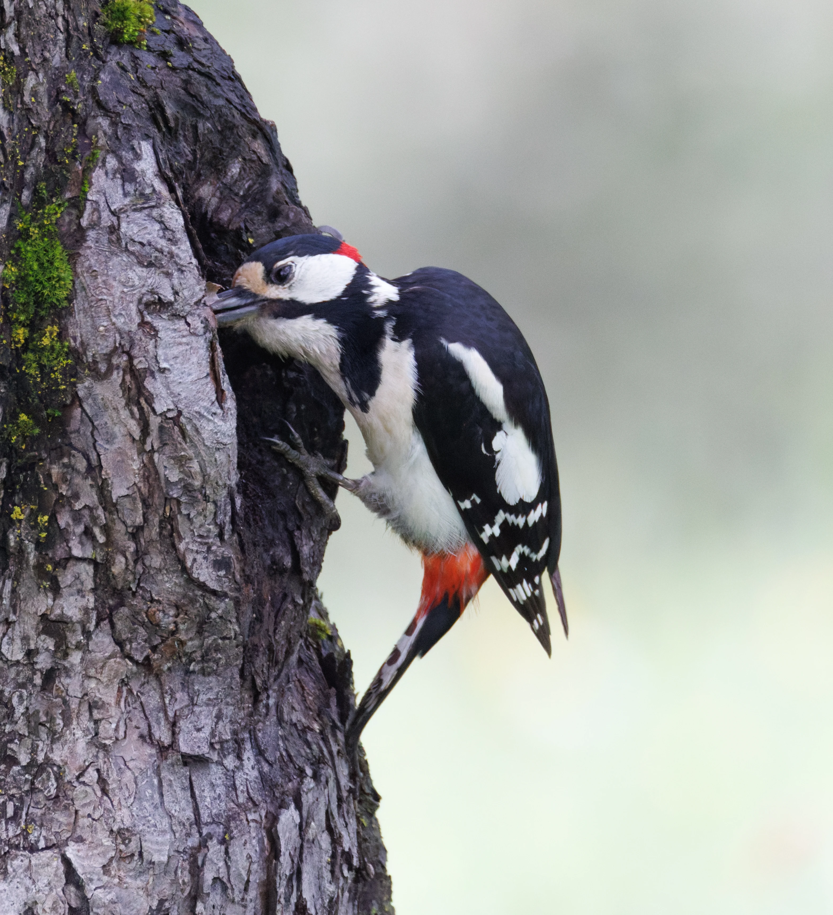 Great Spotted Woodpecker, Transylvania, Romania — photo by Orlando Prugel-Bennett