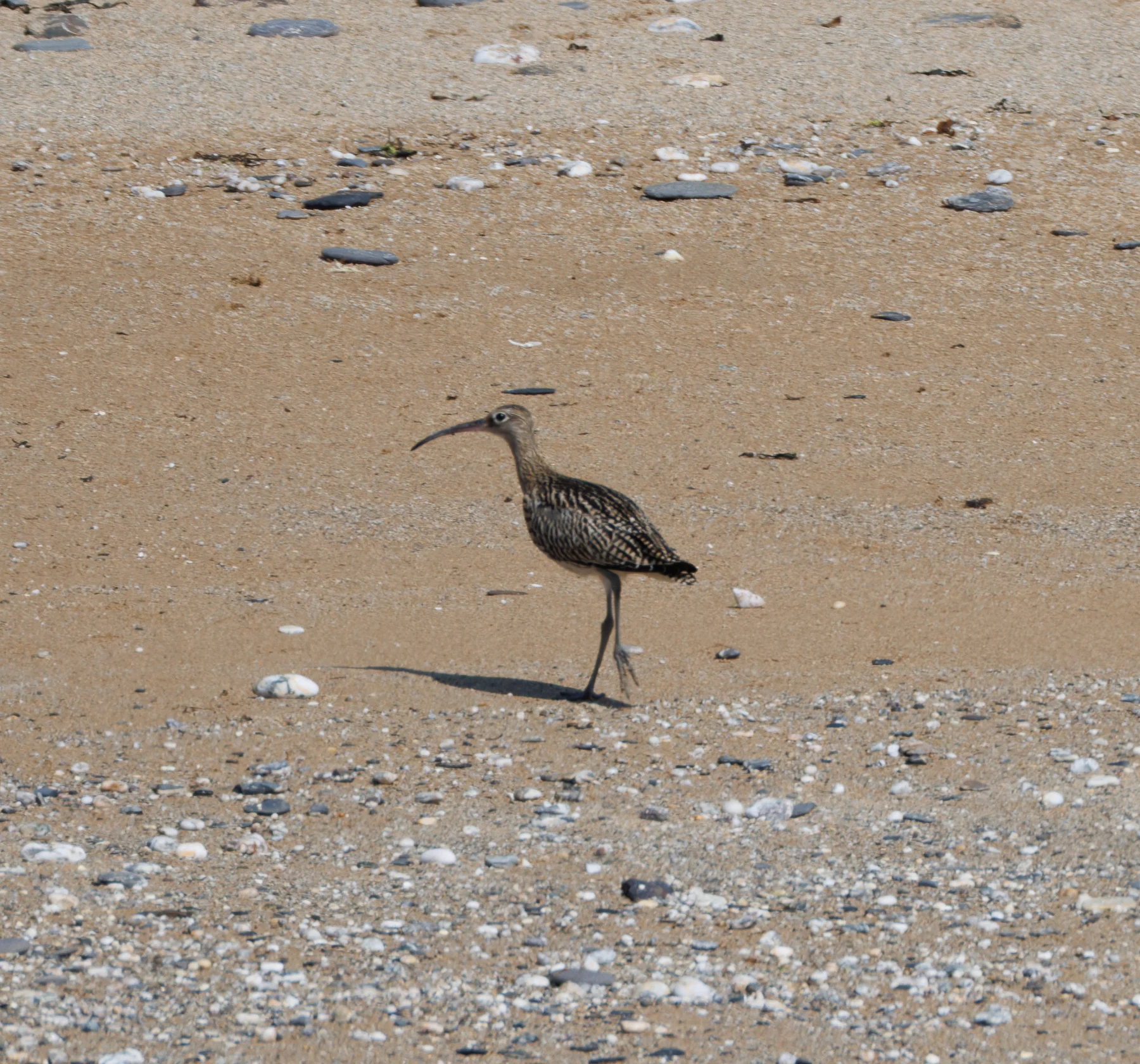 Whimbrel, Falmouth, Cornwall, UK — photo by Orlando Prugel-Bennett
