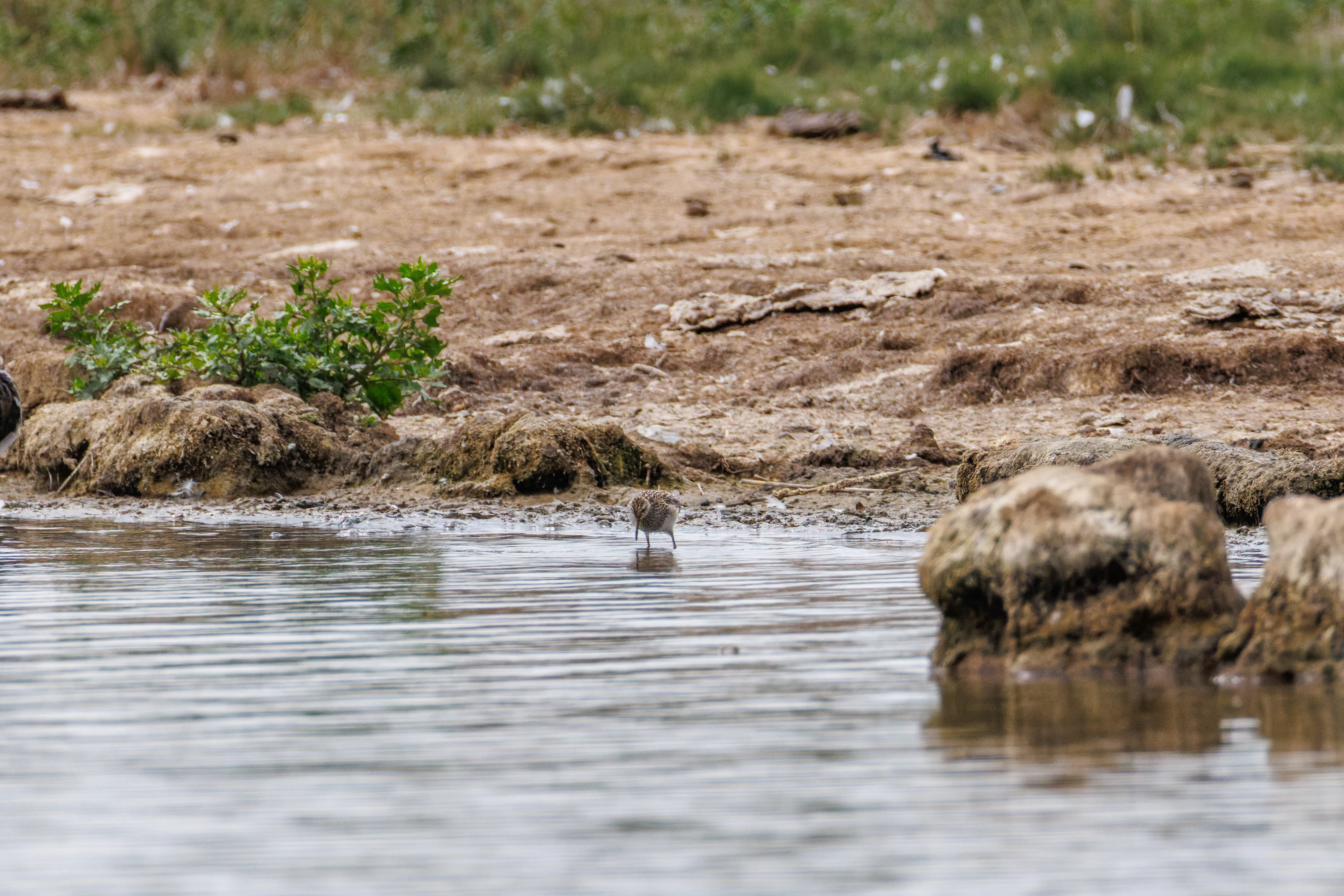 Pectoral Sandpiper, Farlington Marshes, Portsmouth, Hampshire, UK — photo by Orlando Prugel-Bennett