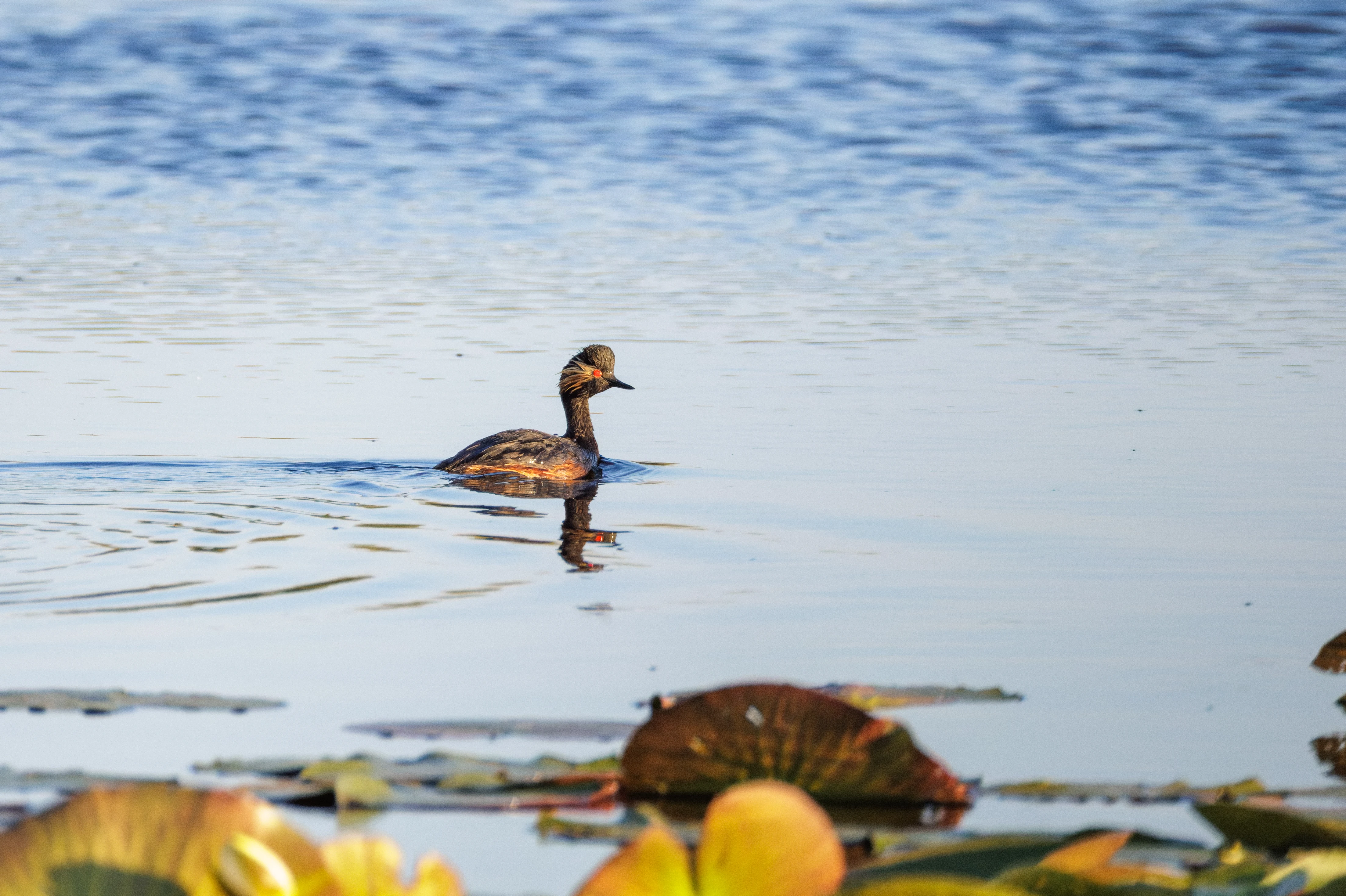 Black-necked Grebes, Danube Delta, Romania — photo by Orlando Prugel-Bennett
