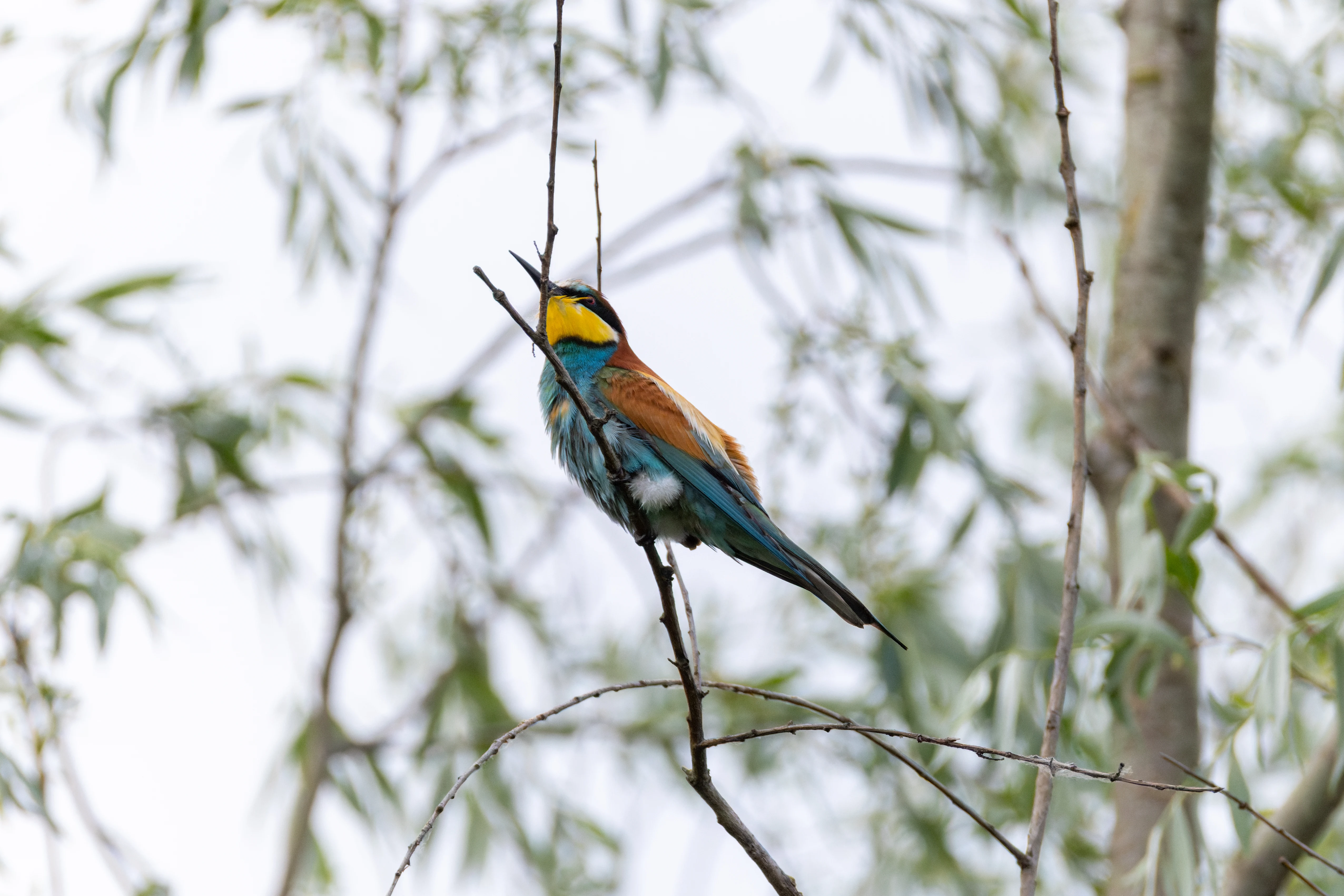 European Bee-eater, Danube Delta, Romania — photo by Orlando Prugel-Bennett