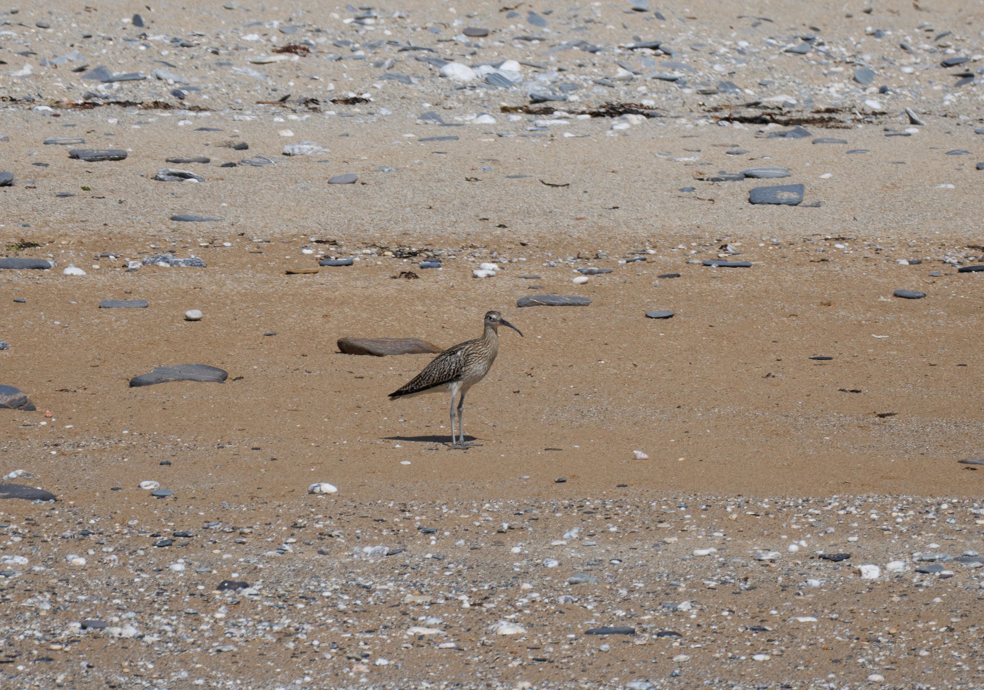 Whimbrel, Falmouth, Cornwall, UK — photo by Orlando Prugel-Bennett