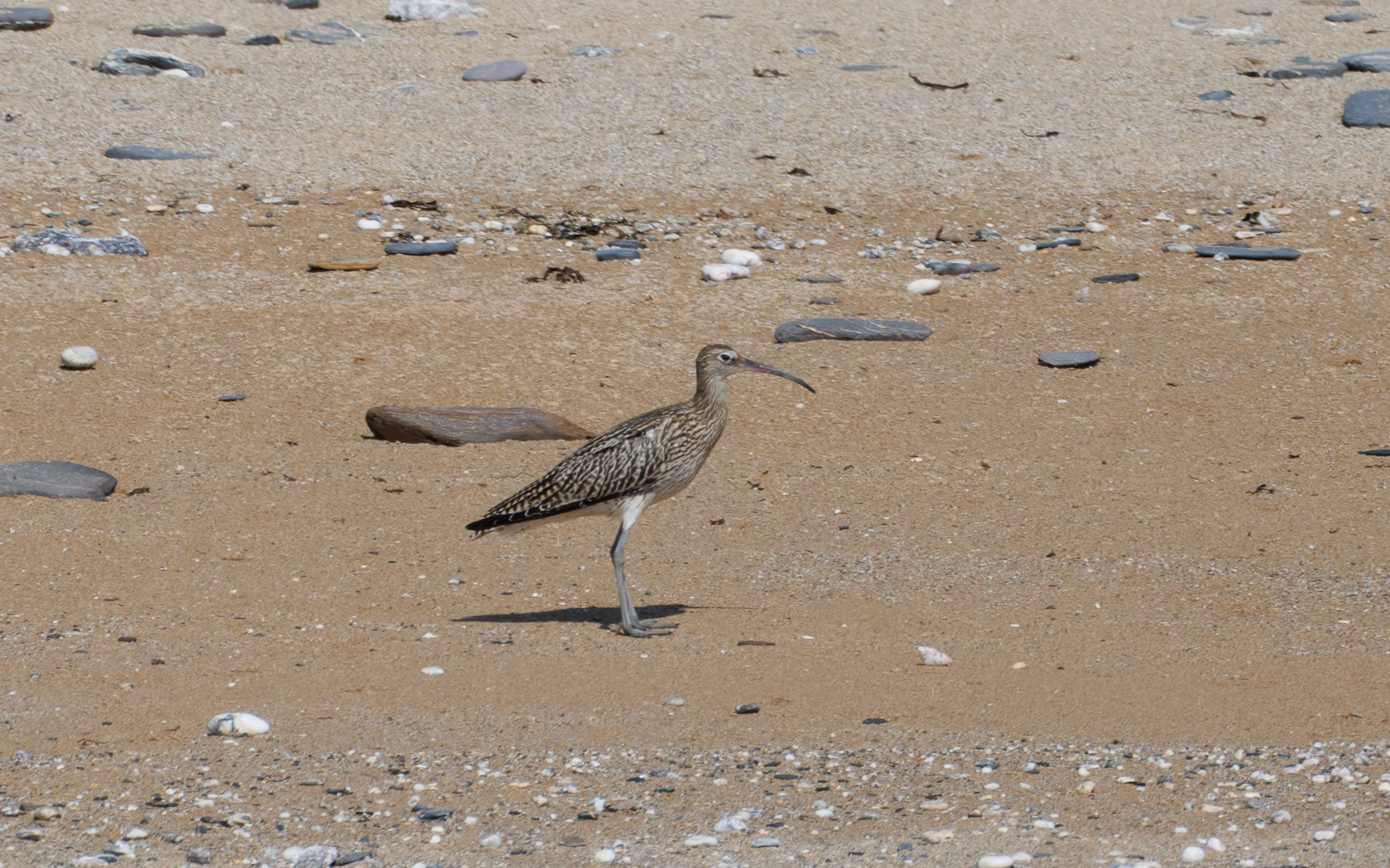 Whimbrel, Falmouth, Cornwall, UK — photo by Orlando Prugel-Bennett
