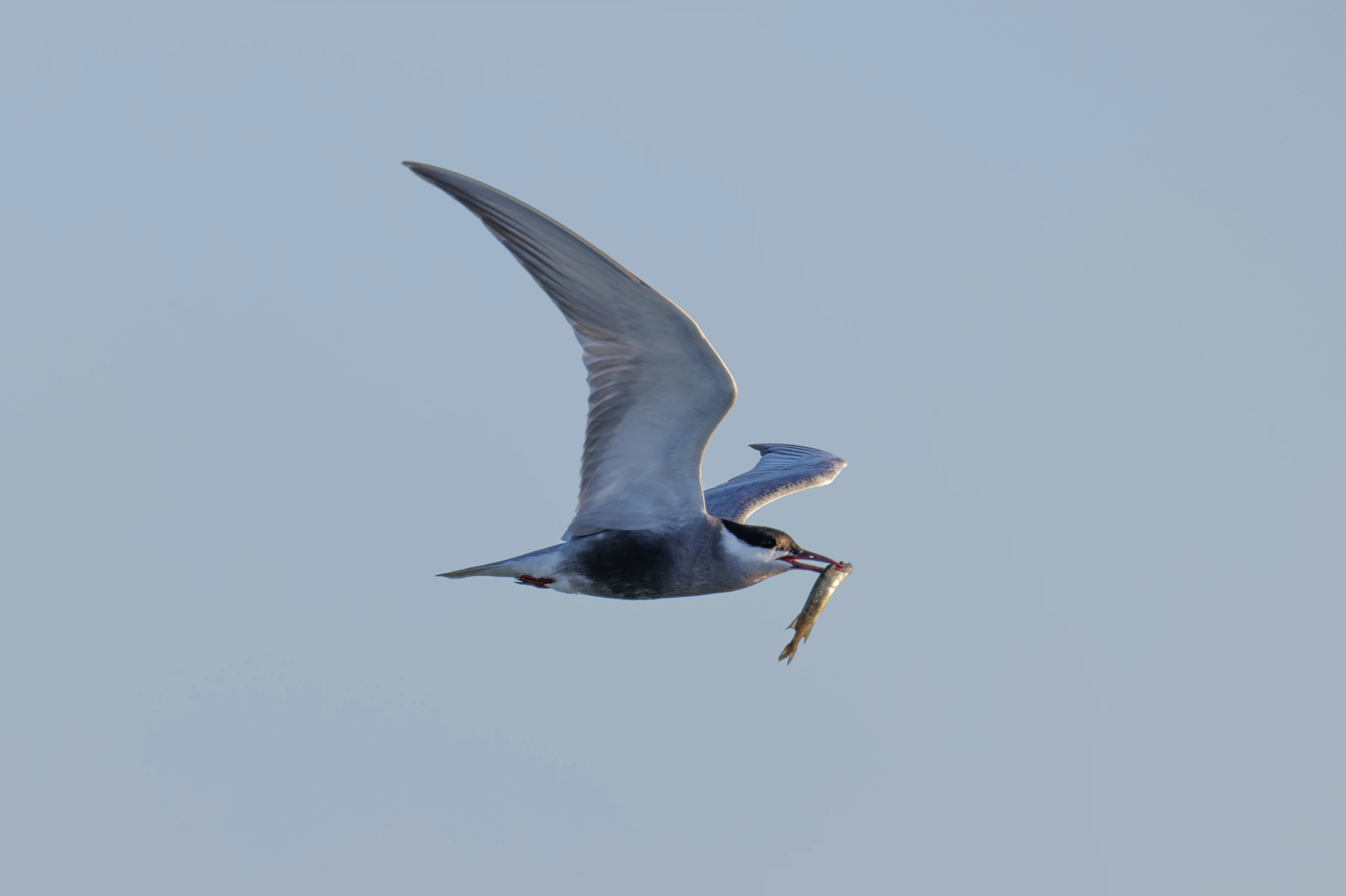 Whiskered Tern with fish, Danube Delta, Romania — photo by Orlando Prugel-Bennett