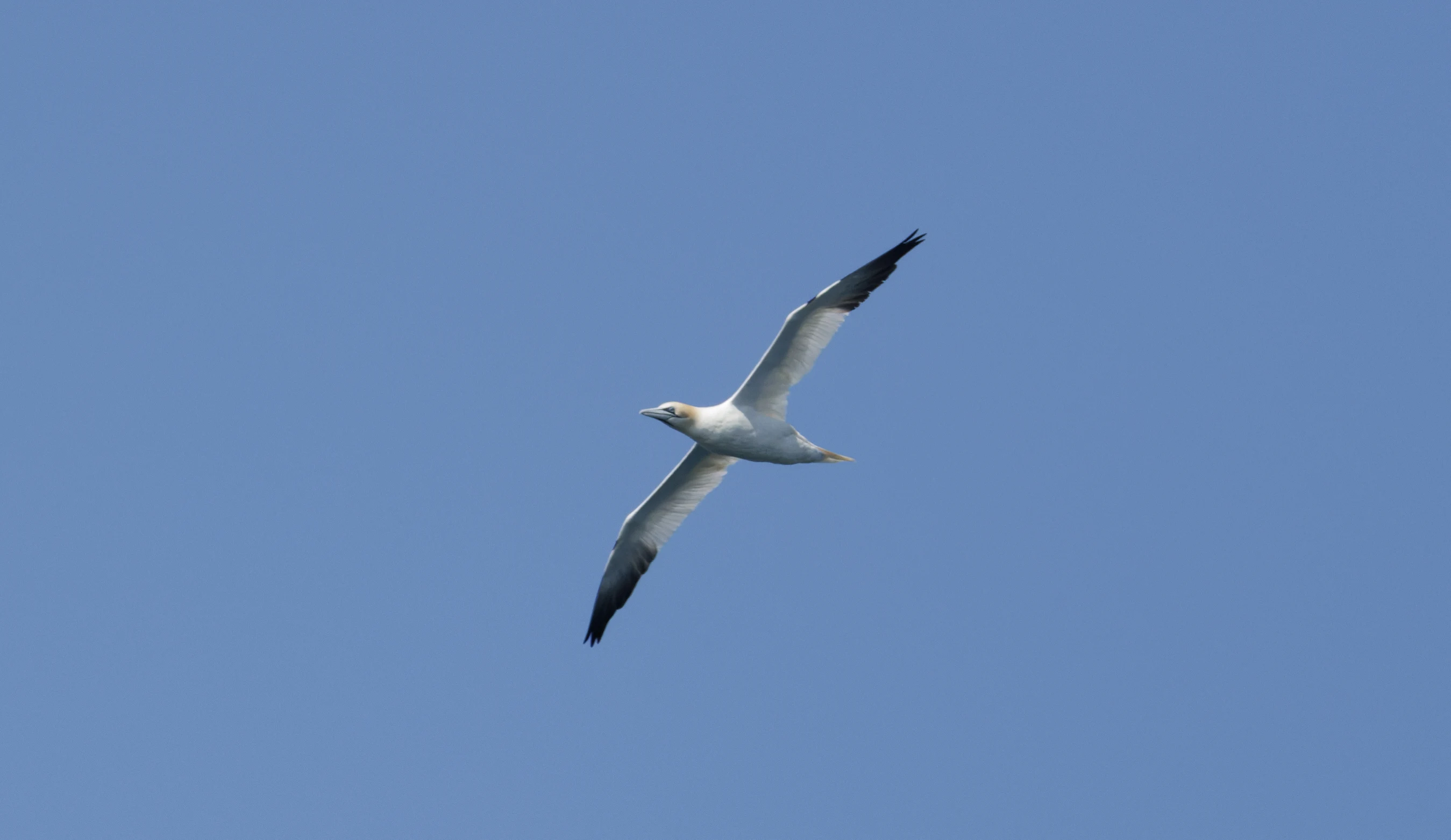 Northern Gannet, Falmouth, Cornwall, UK — photo by Orlando Prugel-Bennett