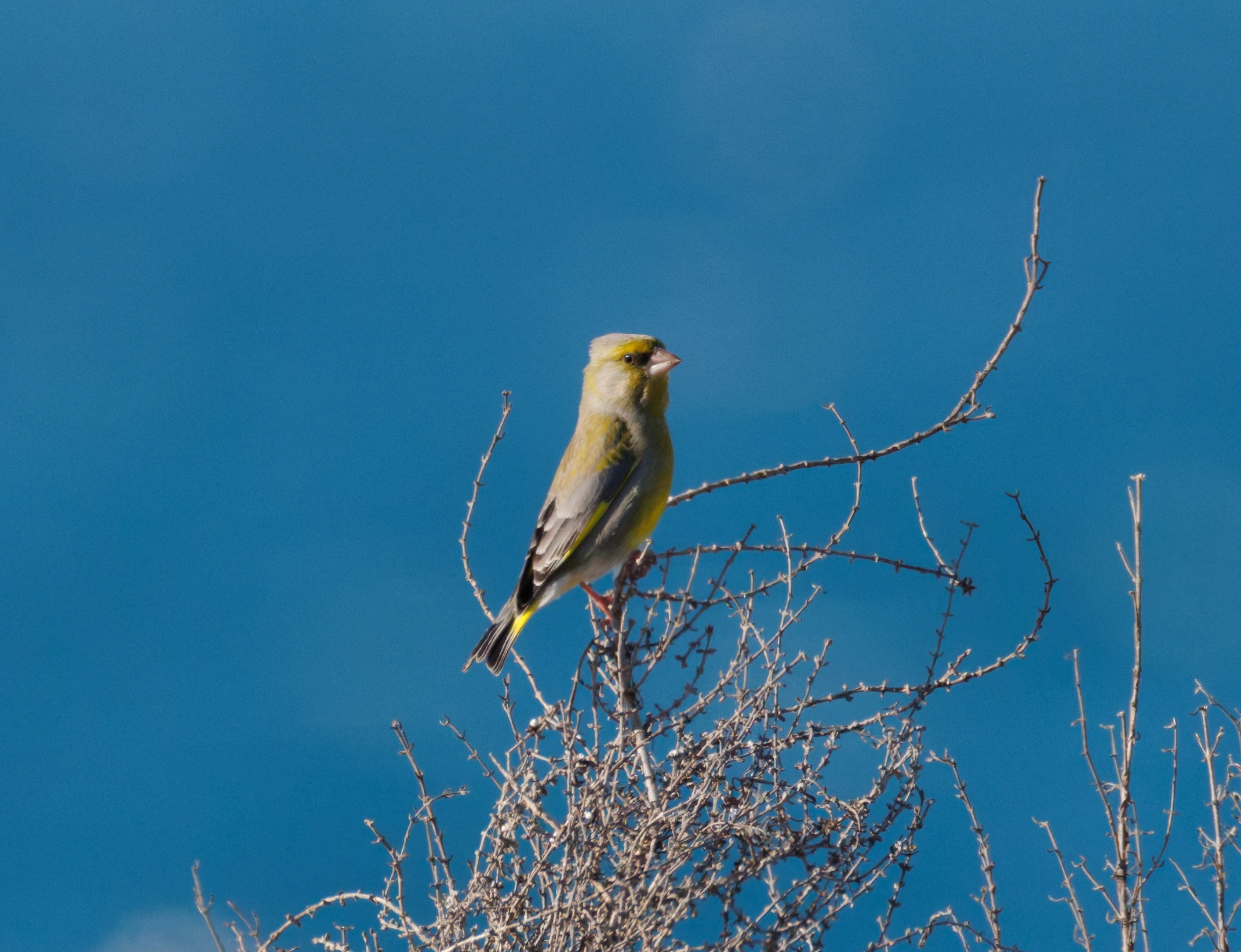 European Greenfinch, Tabarca, Alicante, Spain — photo by Orlando Prugel-Bennett