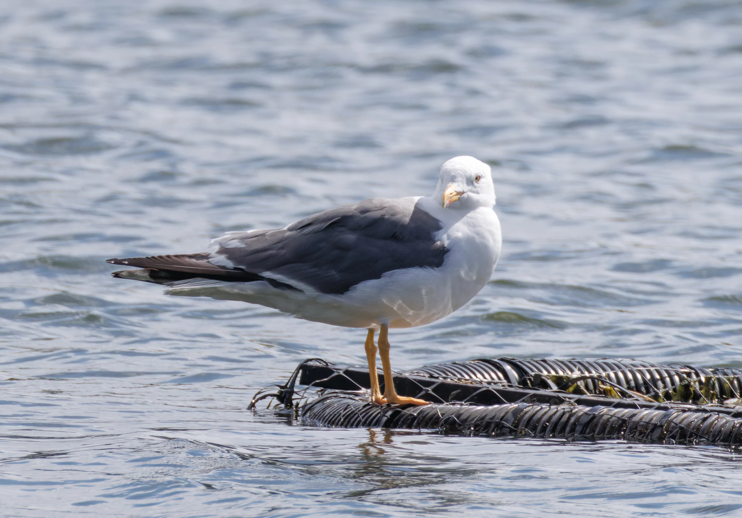 Lesser Black-backed Gull, Blashford Lakes, Hampshire, UK — photo by Orlando Prugel-Bennett