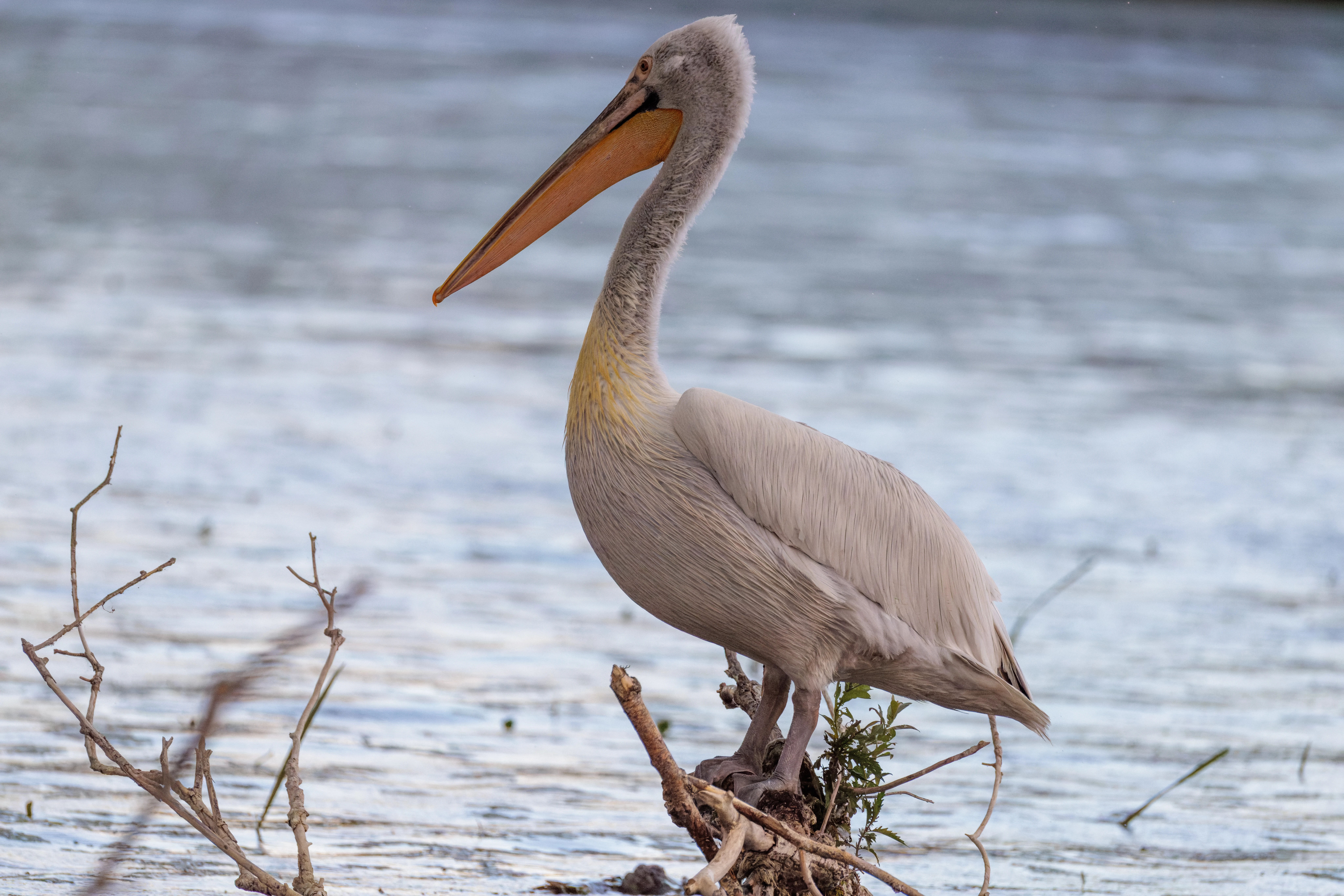 Dalmatian Pelican, Danube Delta, Romania — photo by Orlando Prugel-Bennett