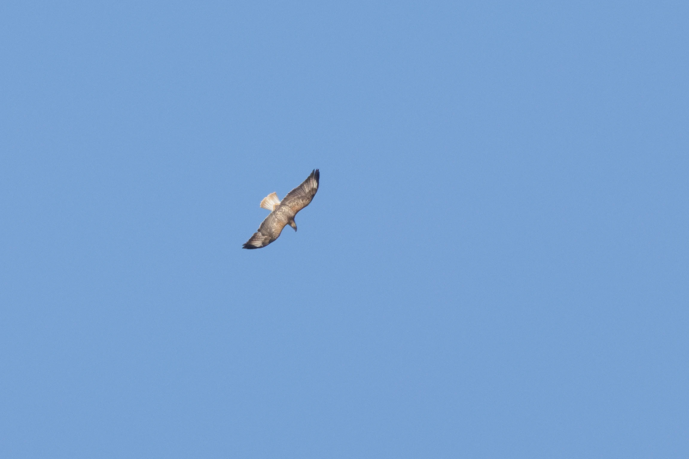 Long-legged Buzzard, Romanian Steppe, Romania — photo by Orlando Prugel-Bennett