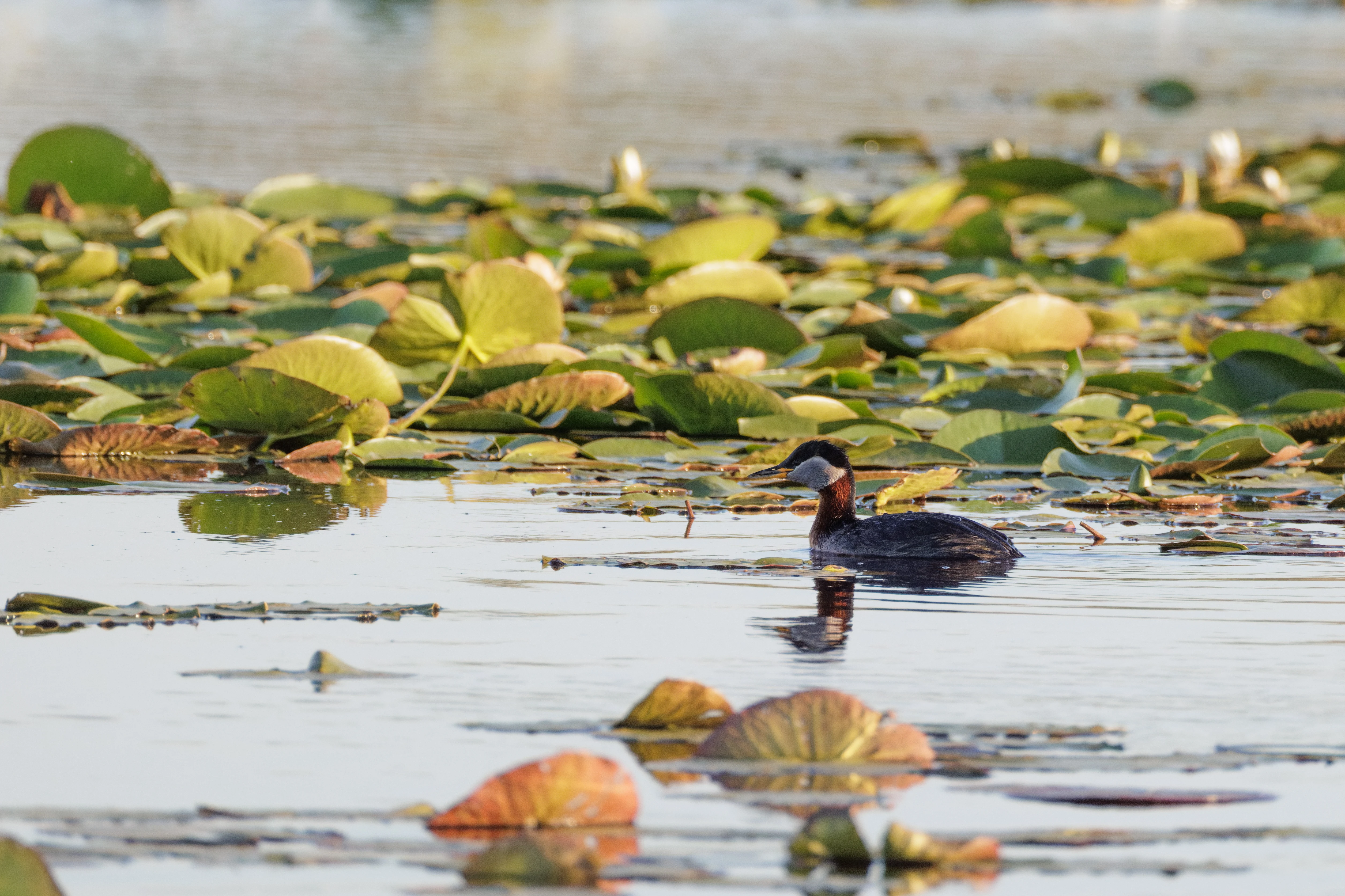 Black-necked Grebe, Danube Delta, Romania — photo by Orlando Prugel-Bennett
