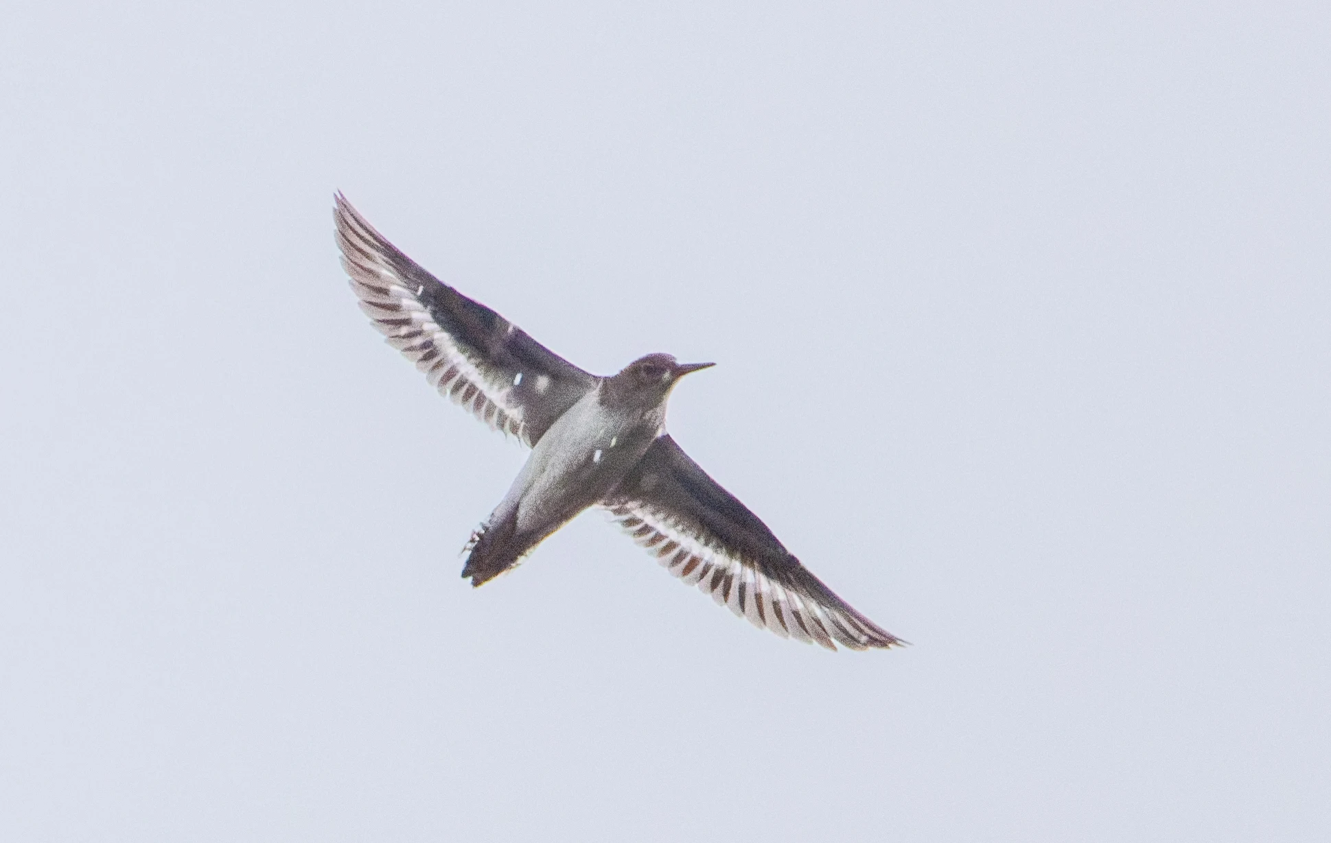 Common Sandpiper in flight, Farlington Marshes, Portsmouth, Hampshire, UK — photo by Orlando Prugel-Bennett