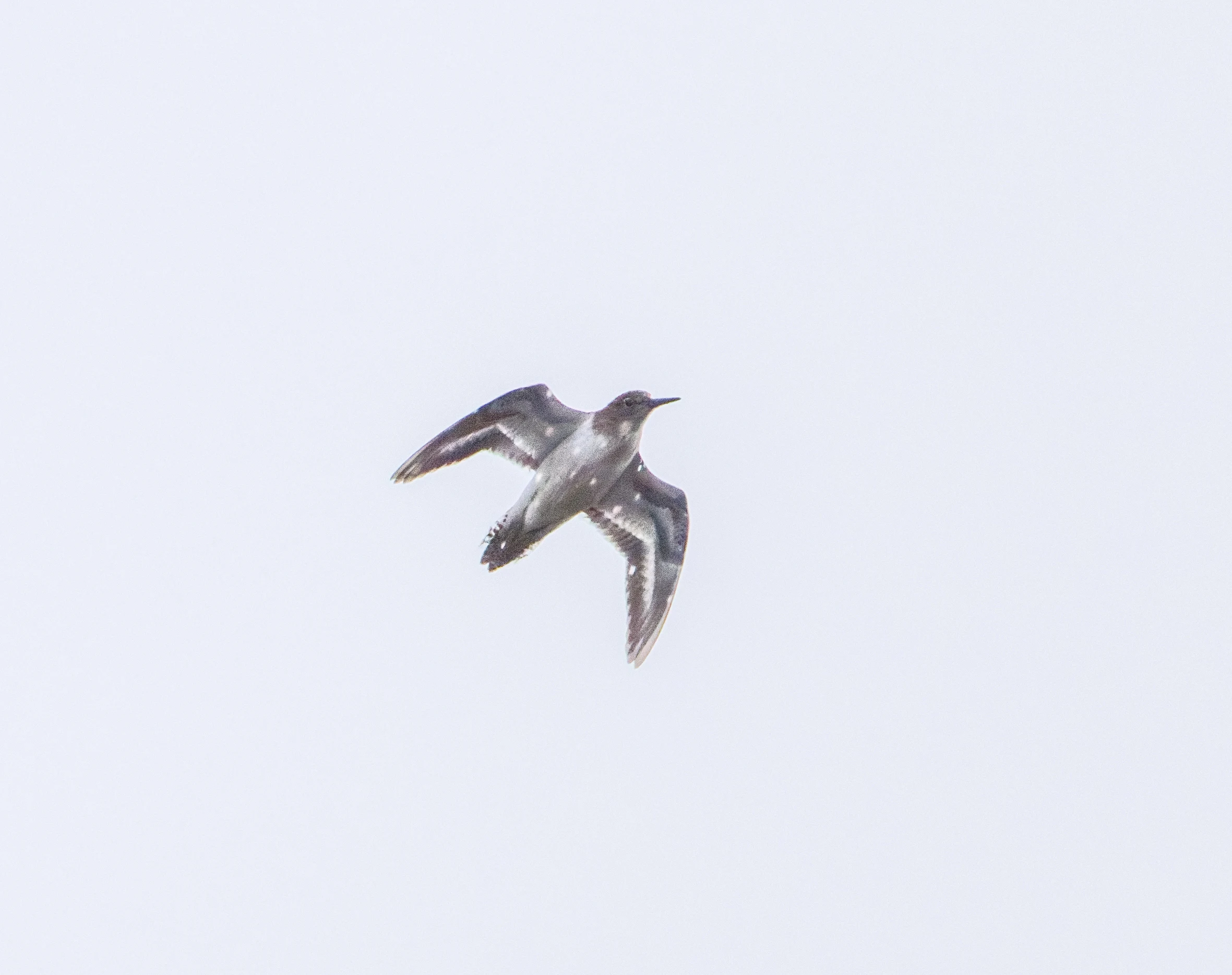 Common Sandpiper in flight, Farlington Marshes, Portsmouth, Hampshire, UK — photo by Orlando Prugel-Bennett