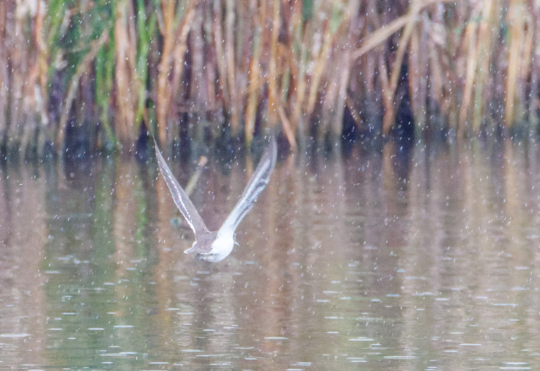 Common Sandpiper in flight, Farlington Marshes, Portsmouth, Hampshire, UK — photo by Orlando Prugel-Bennett