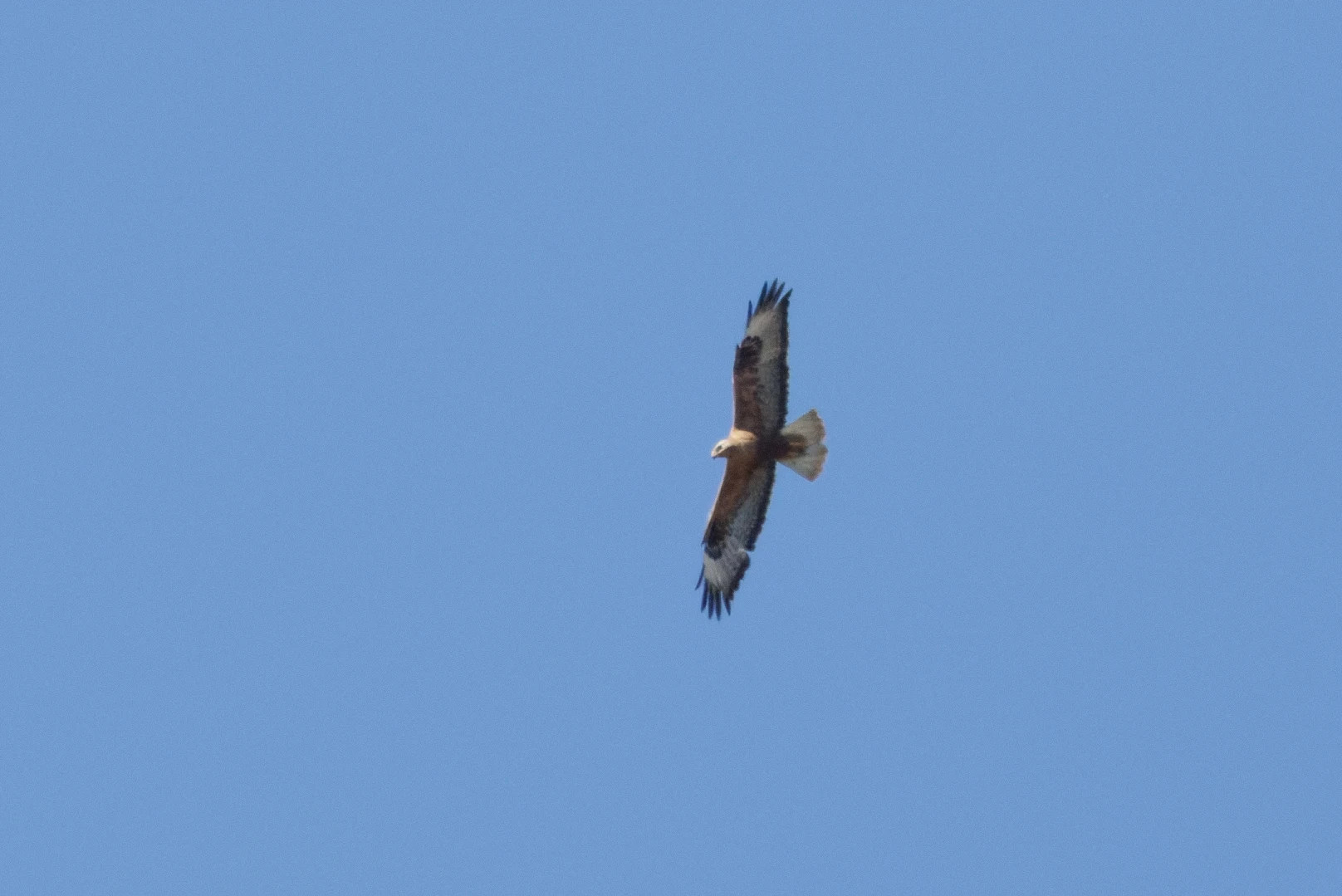 Red Kite, Romanian Steppe, Romania — photo by Orlando Prugel-Bennett