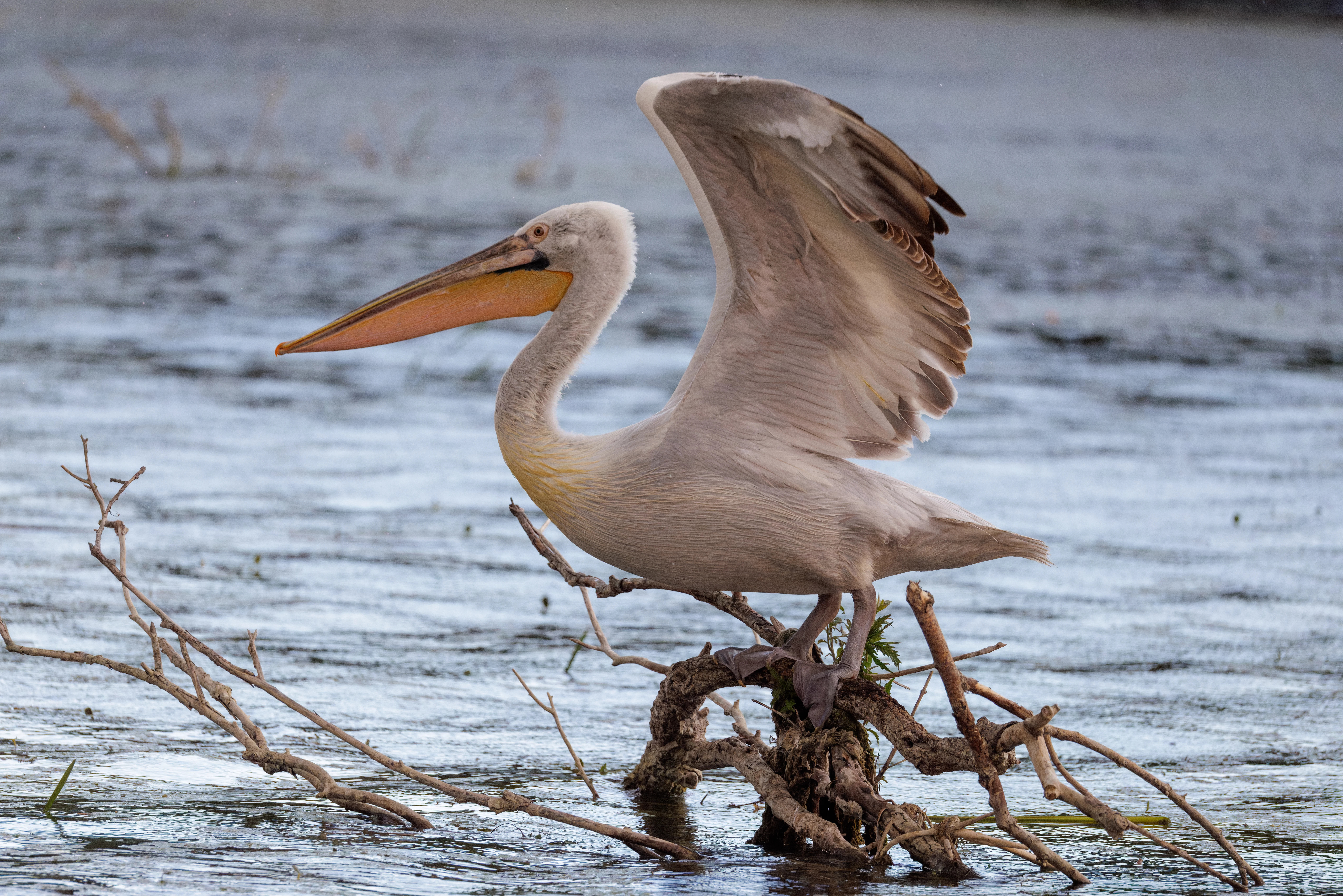 Dalmatian Pelican, Danube Delta, Romania — photo by Orlando Prugel-Bennett