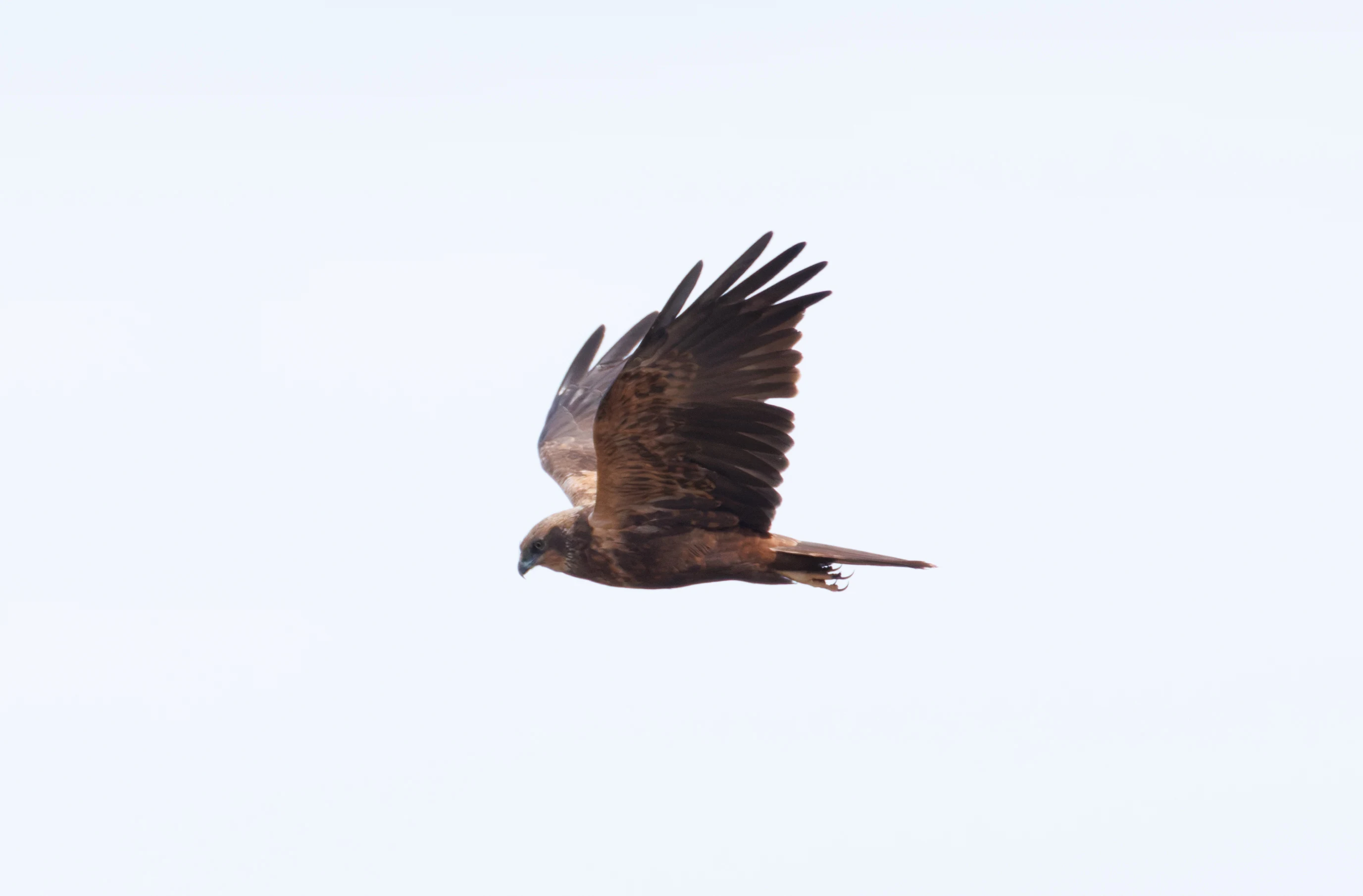 Western Marsh Harrier, Clot de Galvany, Alicante, Spain — photo by Orlando Prugel-Bennett