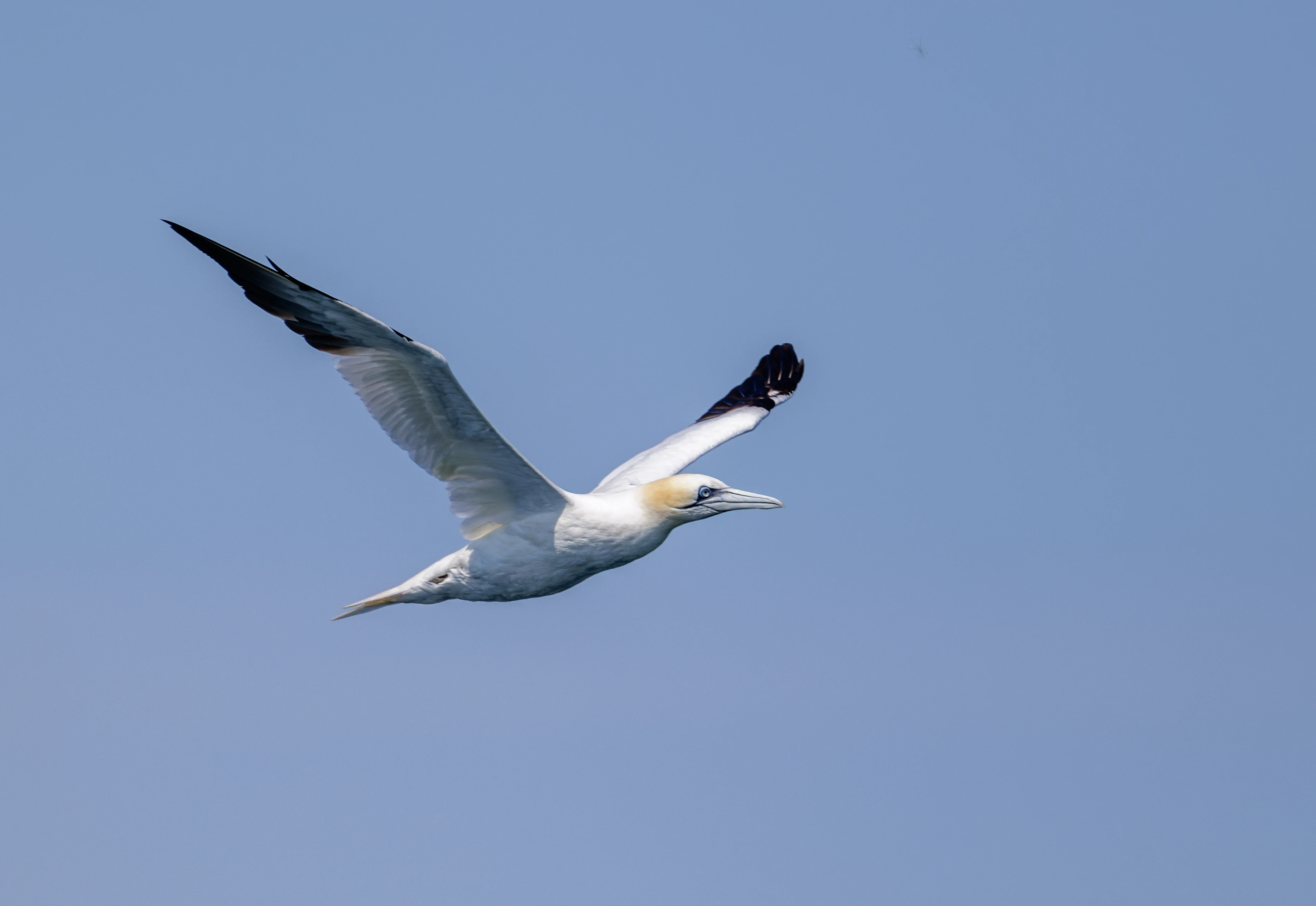 Northern Gannet, Falmouth, Cornwall, UK — photo by Orlando Prugel-Bennett