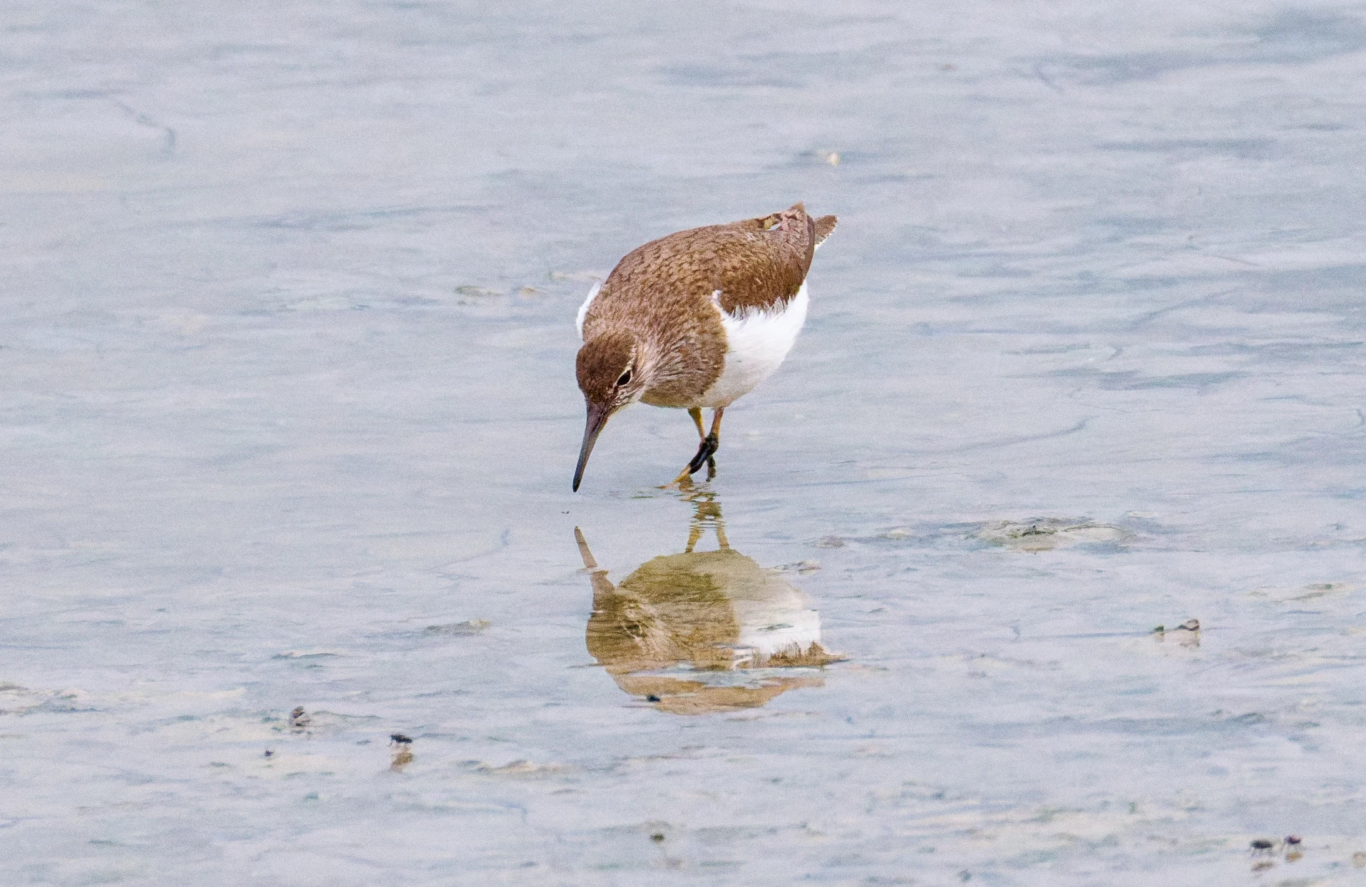 Common Sandpiper, Farlington Marshes, Portsmouth, Hampshire, UK — photo by Orlando Prugel-Bennett