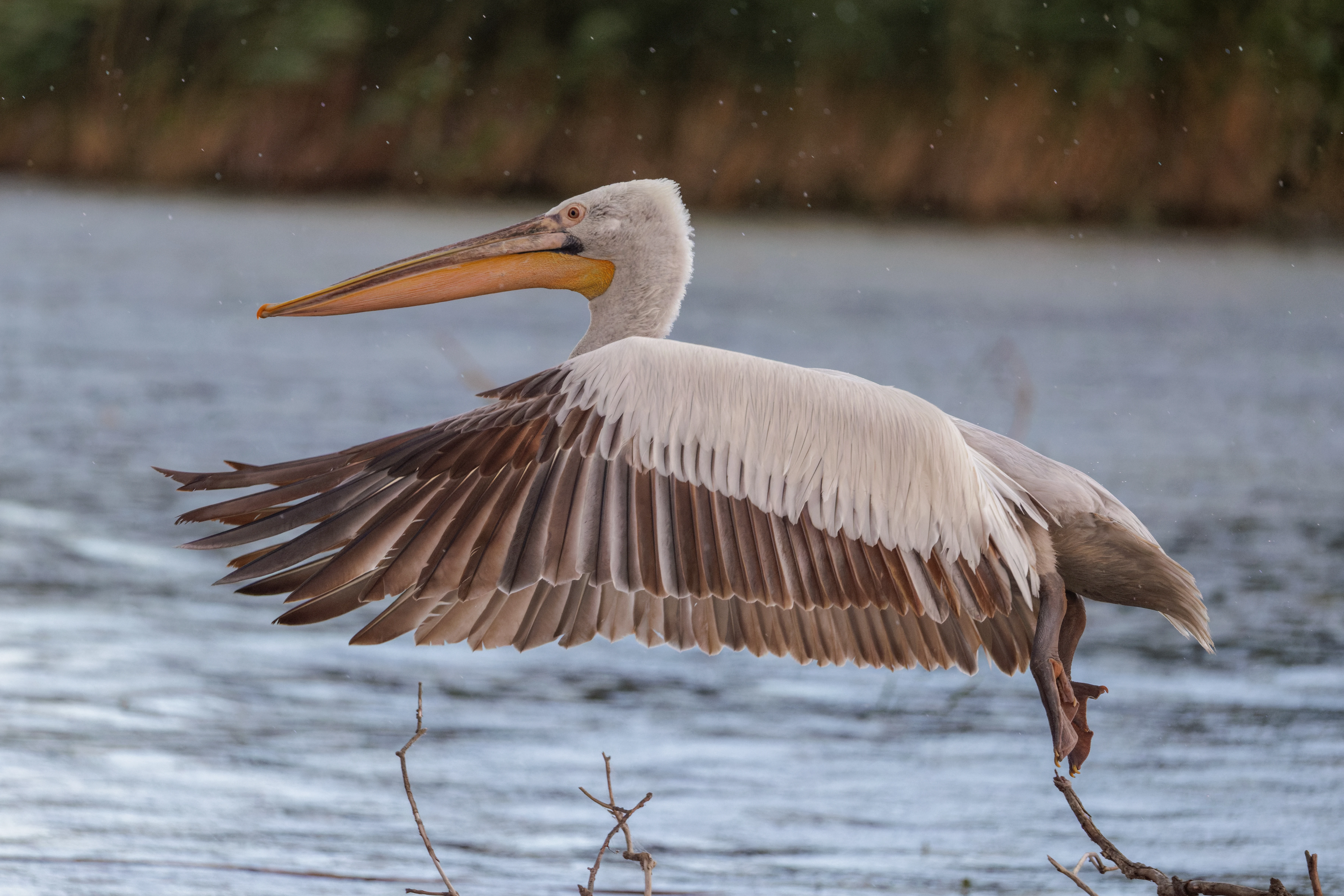 Dalmatian Pelican, Danube Delta, Romania — photo by Orlando Prugel-Bennett
