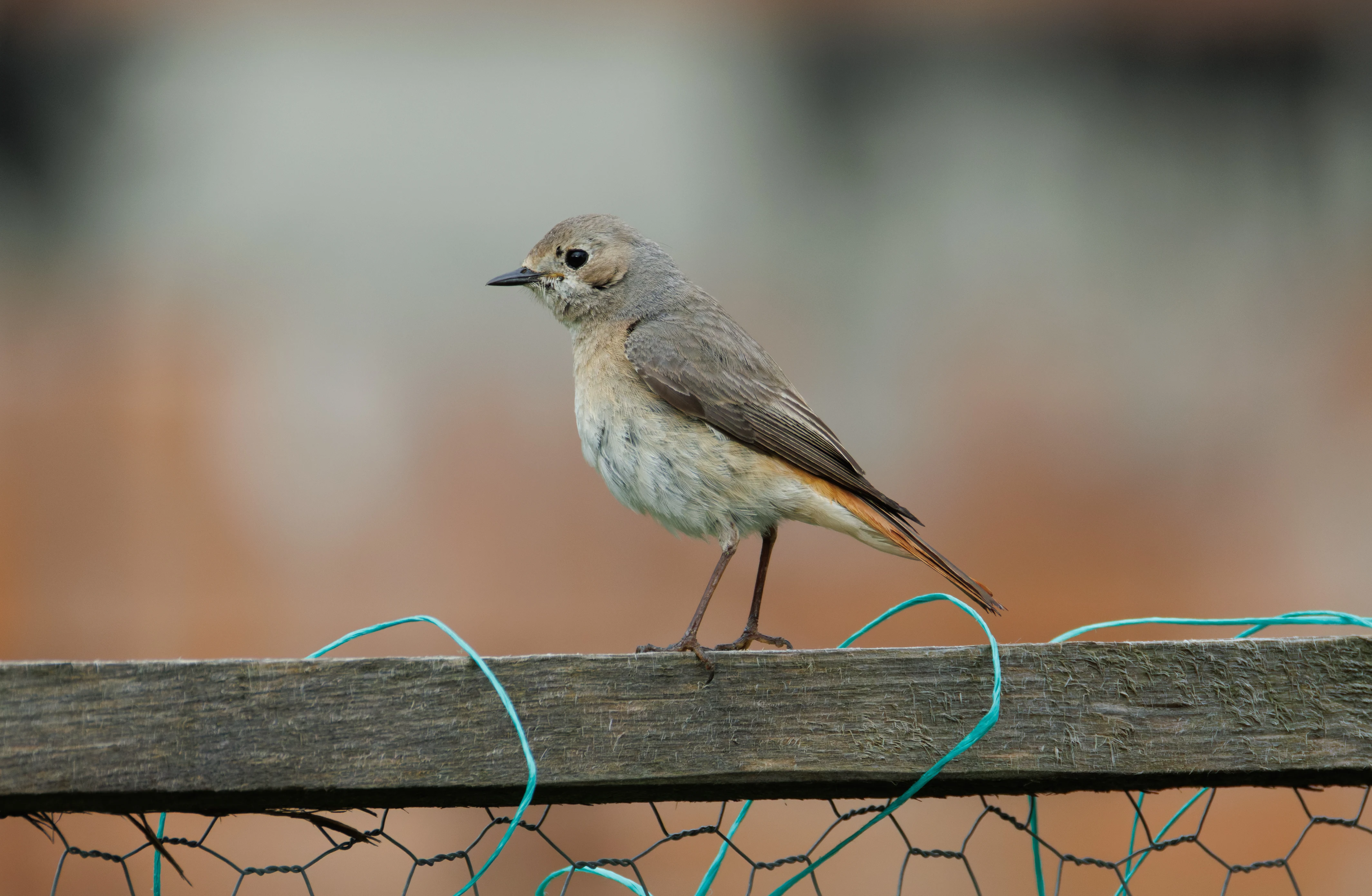 Common Redstart, Transylvania, Romania — photo by Orlando Prugel-Bennett