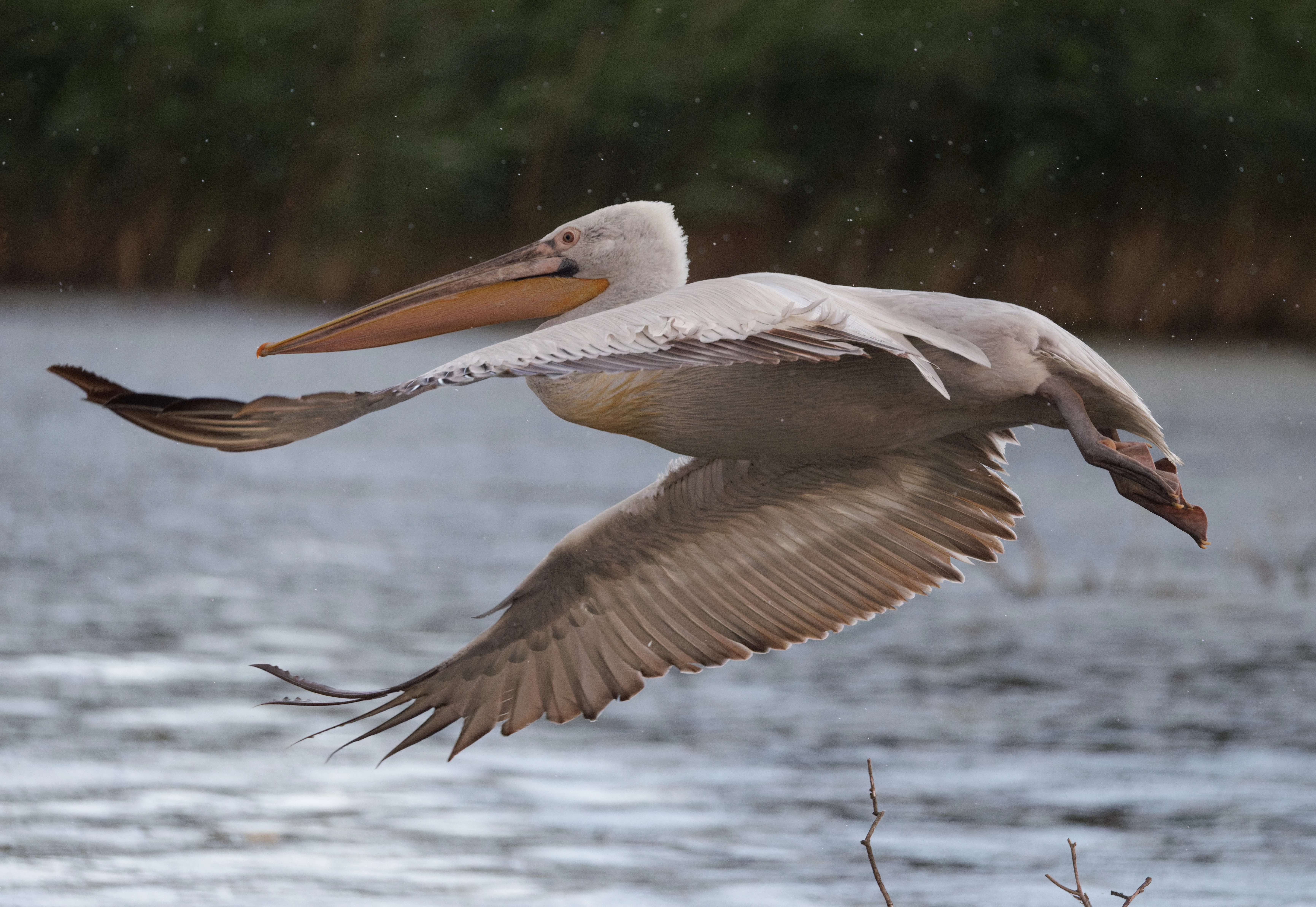 Dalmatian Pelican in flight, Danube Delta, Romania — photo by Orlando Prugel-Bennett