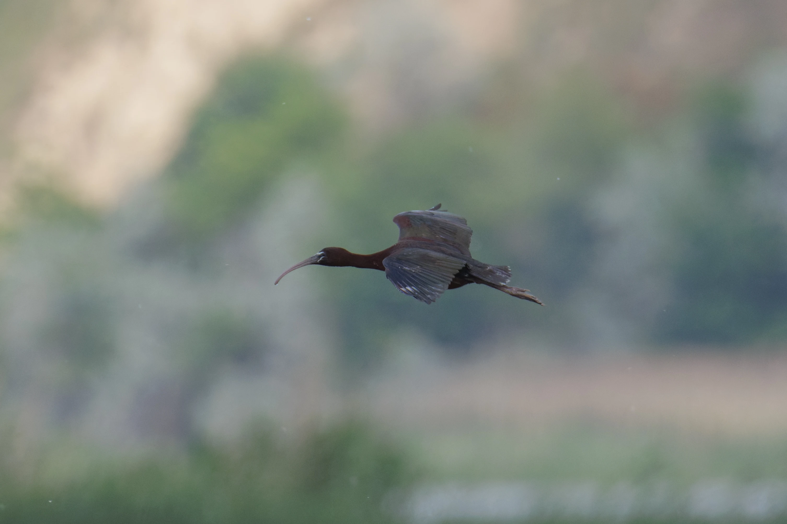 Glossy Ibis, Romania — photo by Orlando Prugel-Bennett