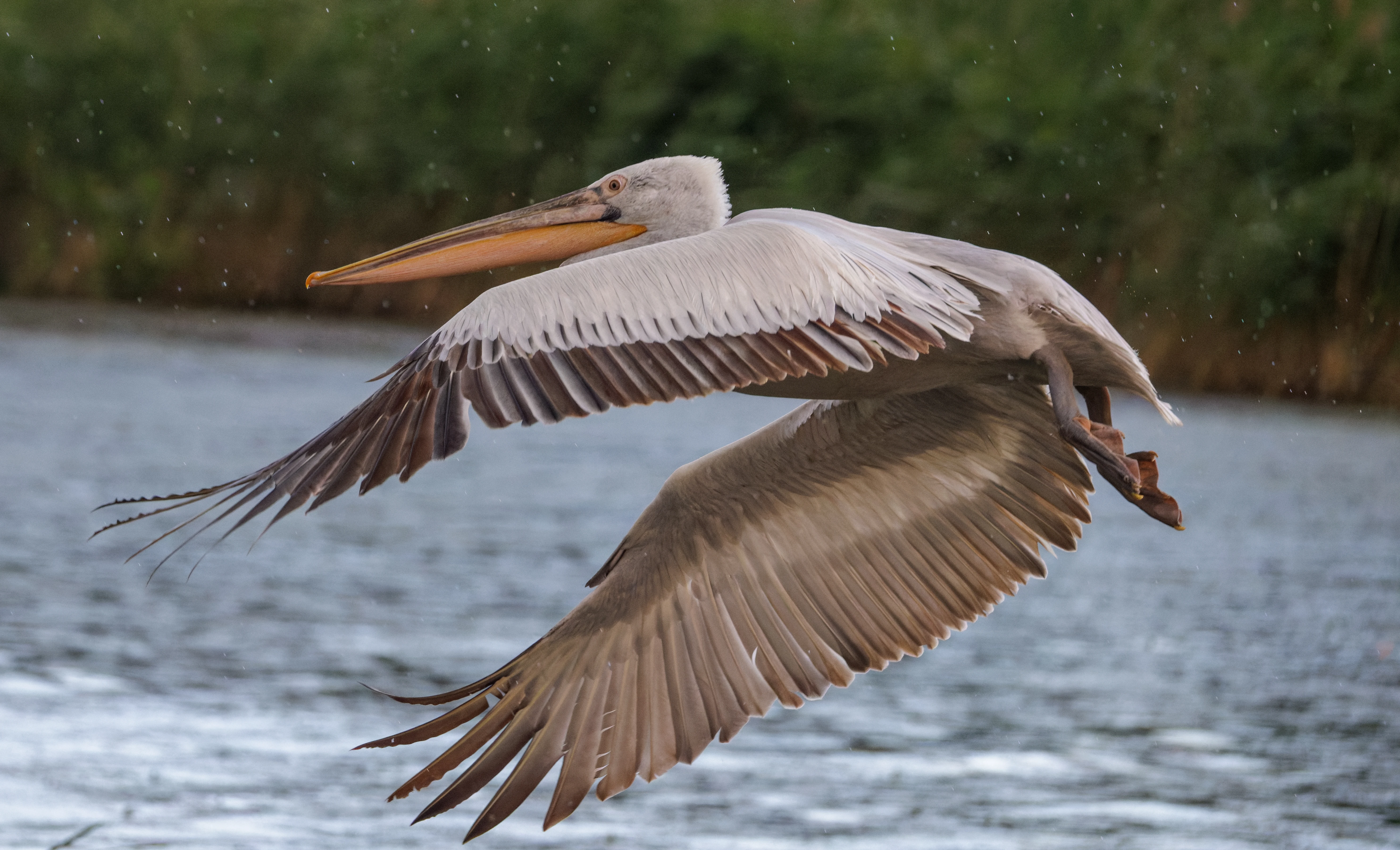 Dalmatian Pelican in flight, Danube Delta, Romania — photo by Orlando Prugel-Bennett