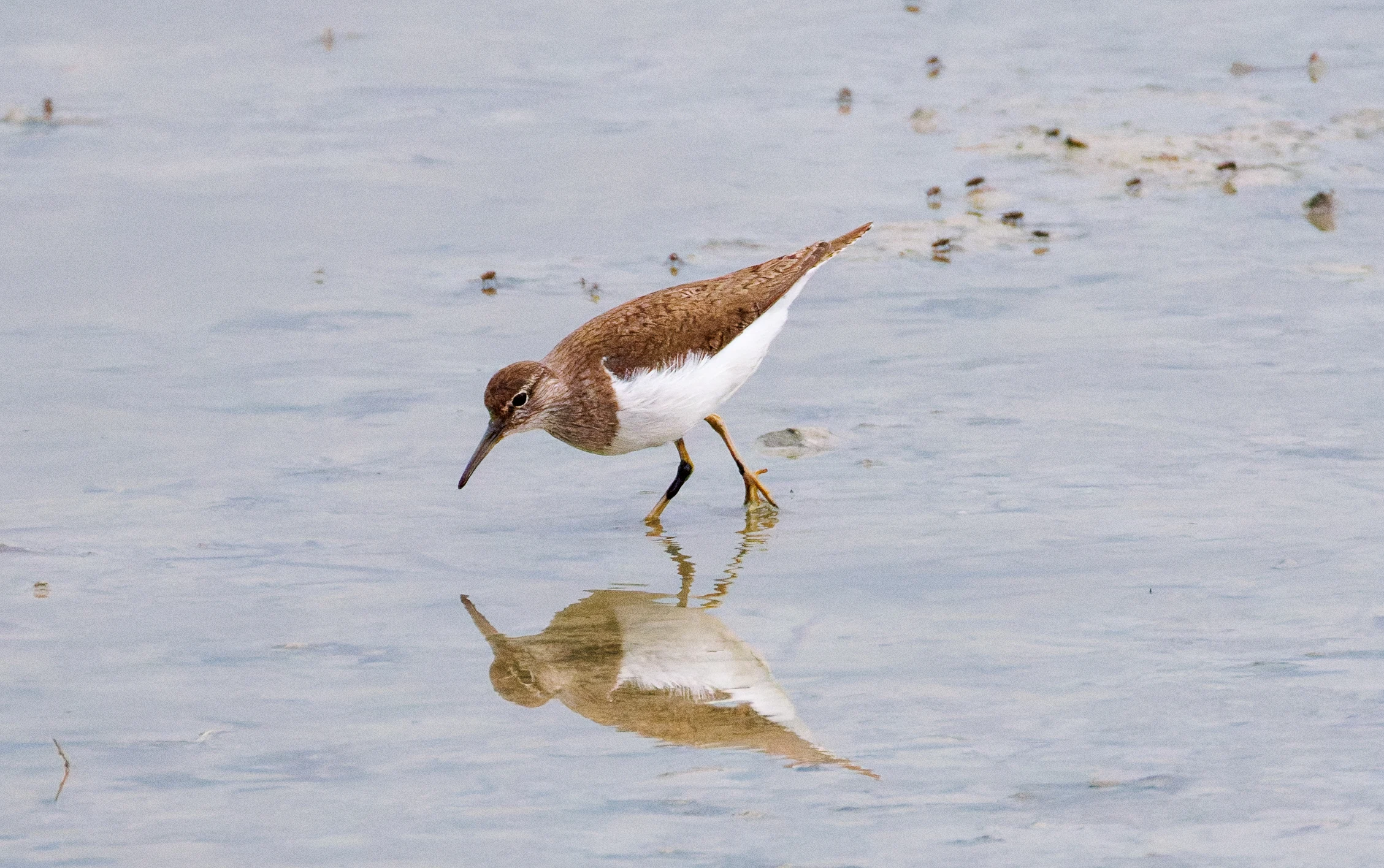 Common Sandpiper, Farlington Marshes, Portsmouth, Hampshire, UK — photo by Orlando Prugel-Bennett