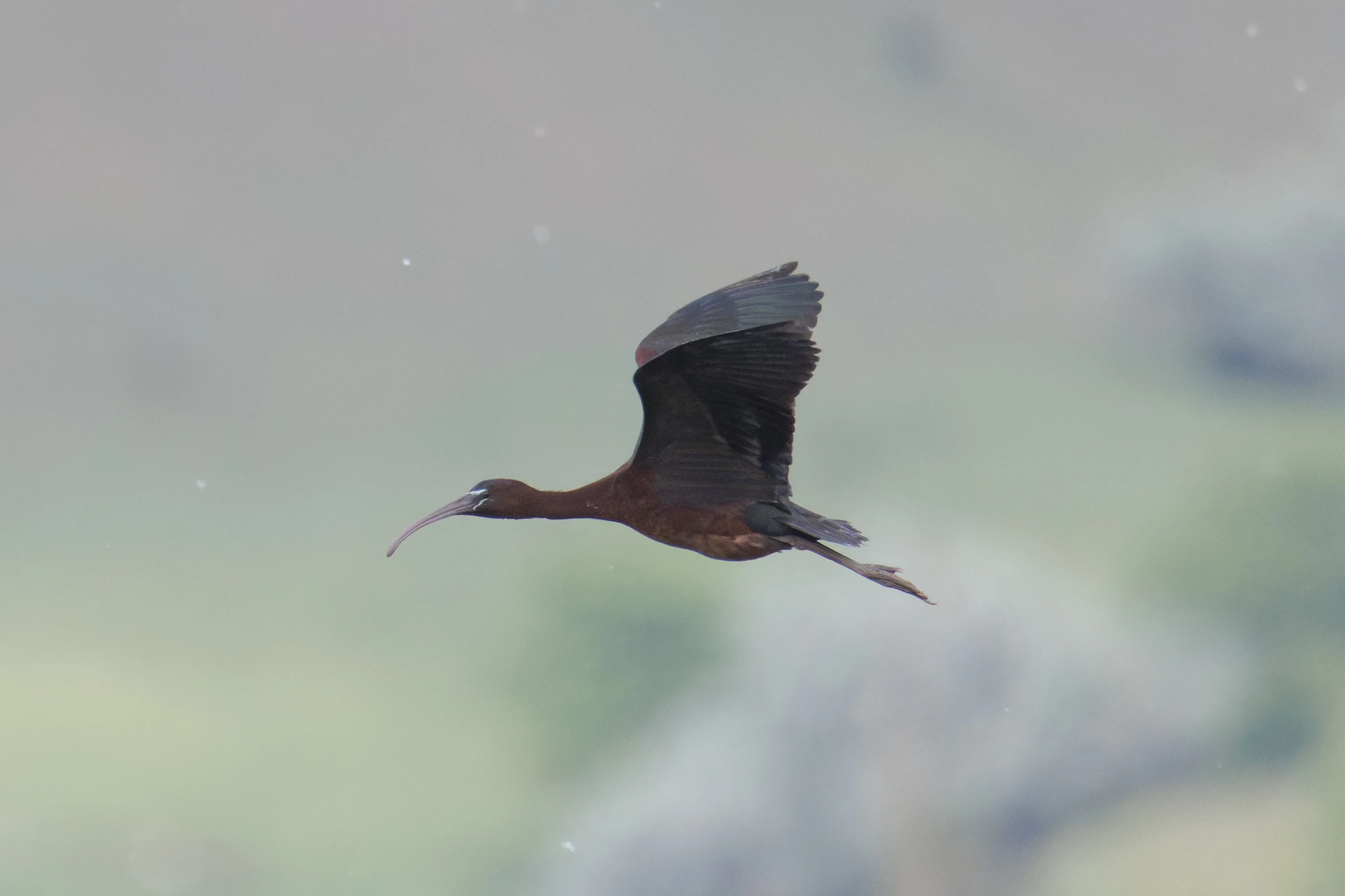 Glossy Ibis, Romania — photo by Orlando Prugel-Bennett
