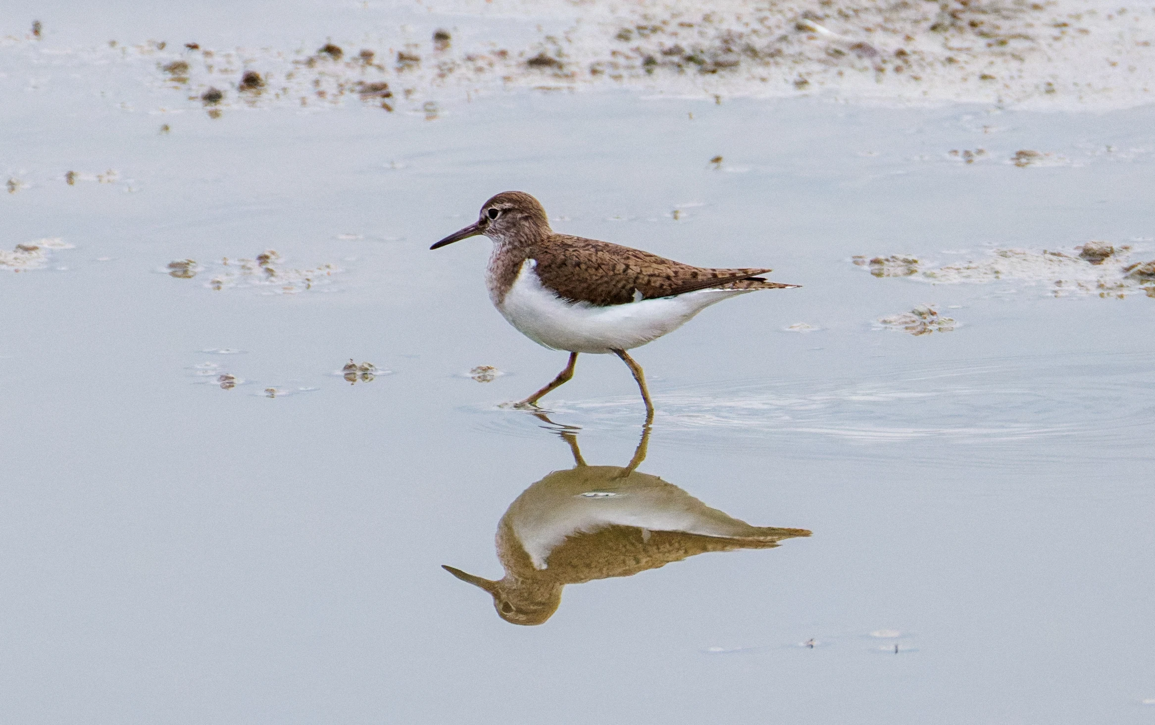 Common Sandpiper, Farlington Marshes, Portsmouth, Hampshire, UK — photo by Orlando Prugel-Bennett